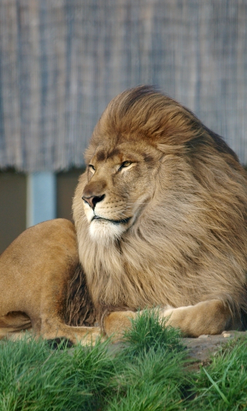 Téléchargez des papiers peints mobile Animaux, Chats, Lion gratuitement.