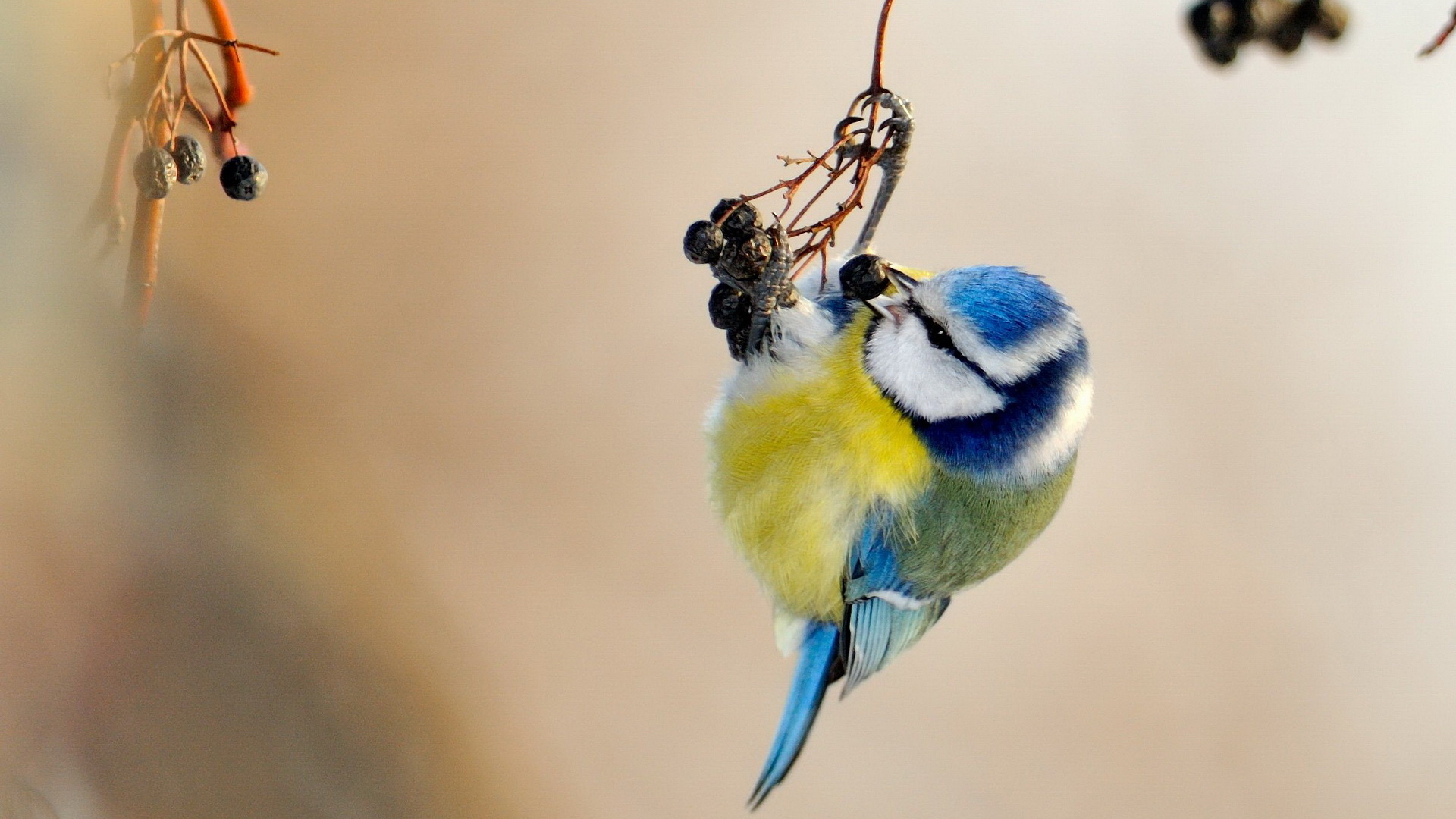 Download mobile wallpaper Animal, Titmouse for free.