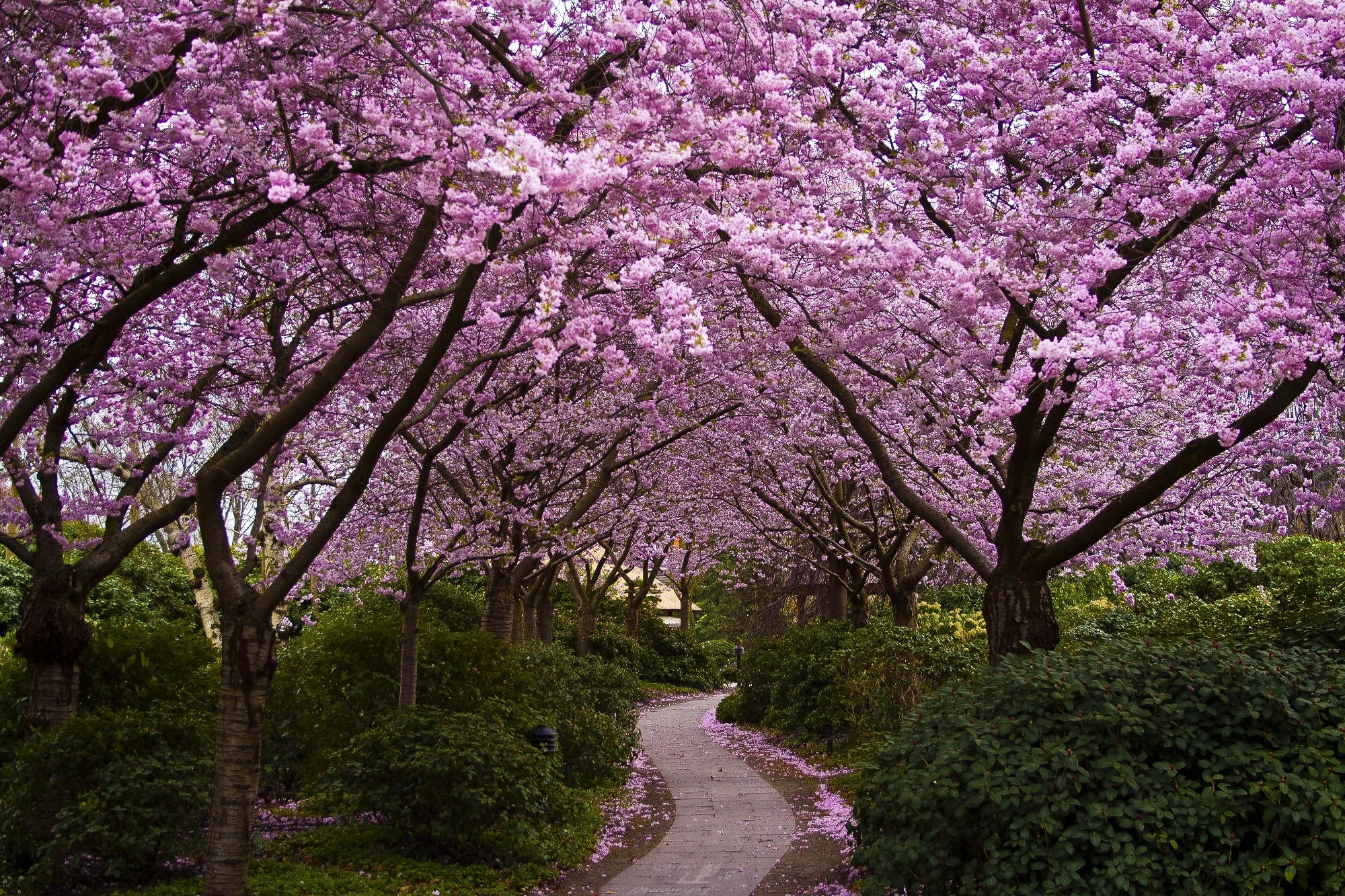 244716 descargar imagen primavera, árbol, tierra/naturaleza: fondos de pantalla y protectores de pantalla gratis