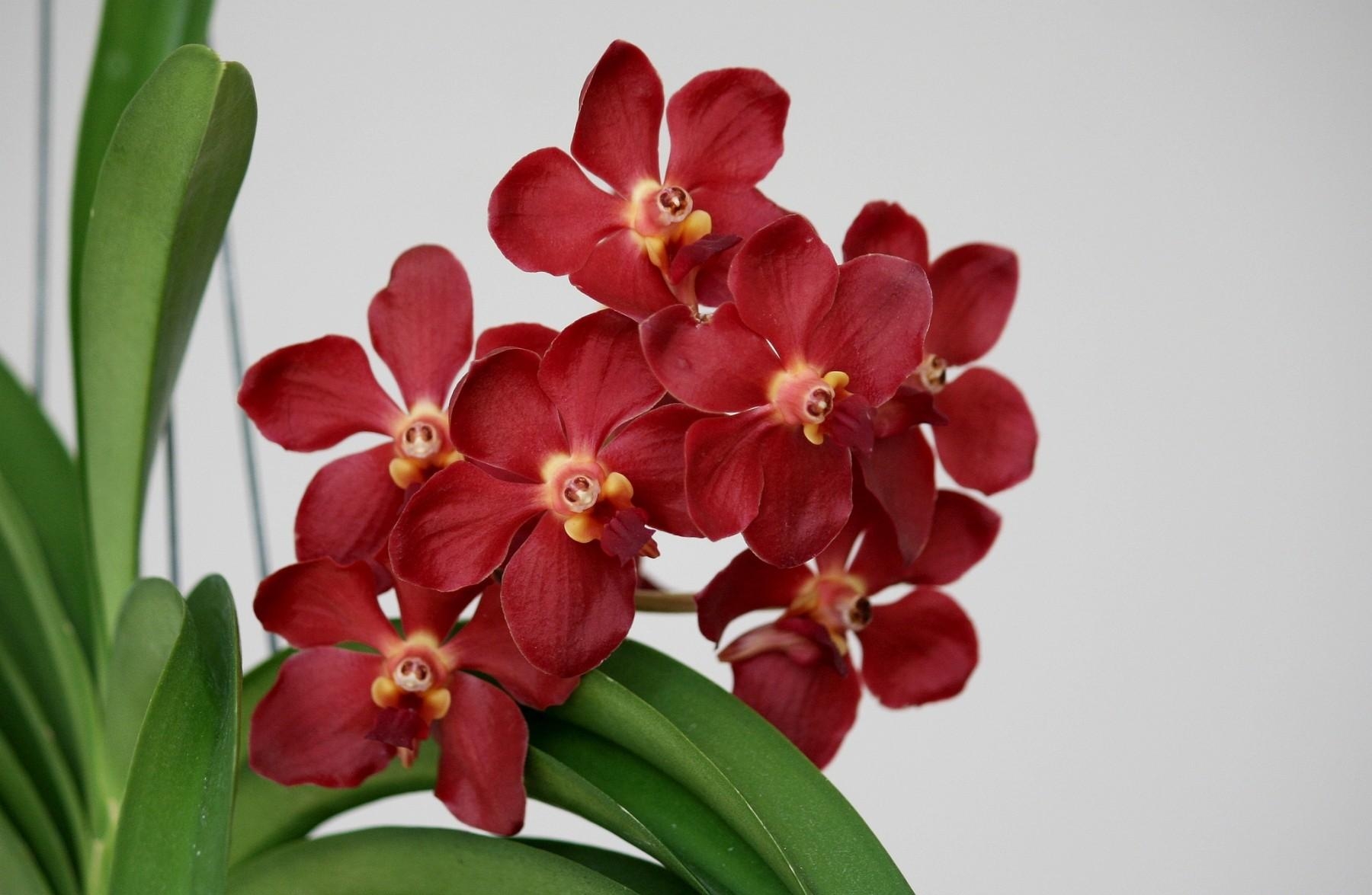 155807 скачать обои орхидея, цветы, цветок, листья, красный, цветение - заставки и картинки бесплатно