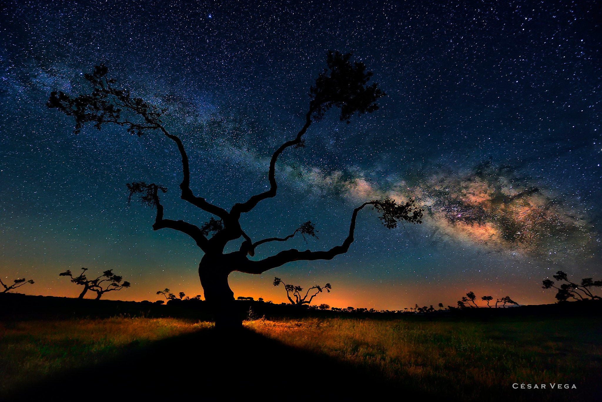 Download mobile wallpaper Trees, Milky Way, Glow, Tree, Earth, Night, Landscape for free.