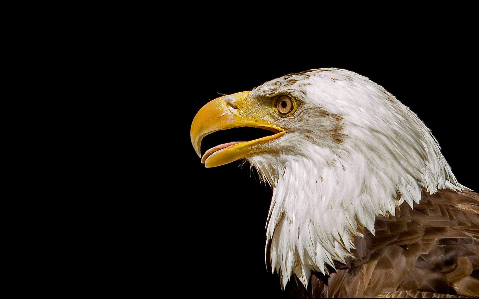 Téléchargez des papiers peints mobile Eagles, Animaux, Oiseaux gratuitement.