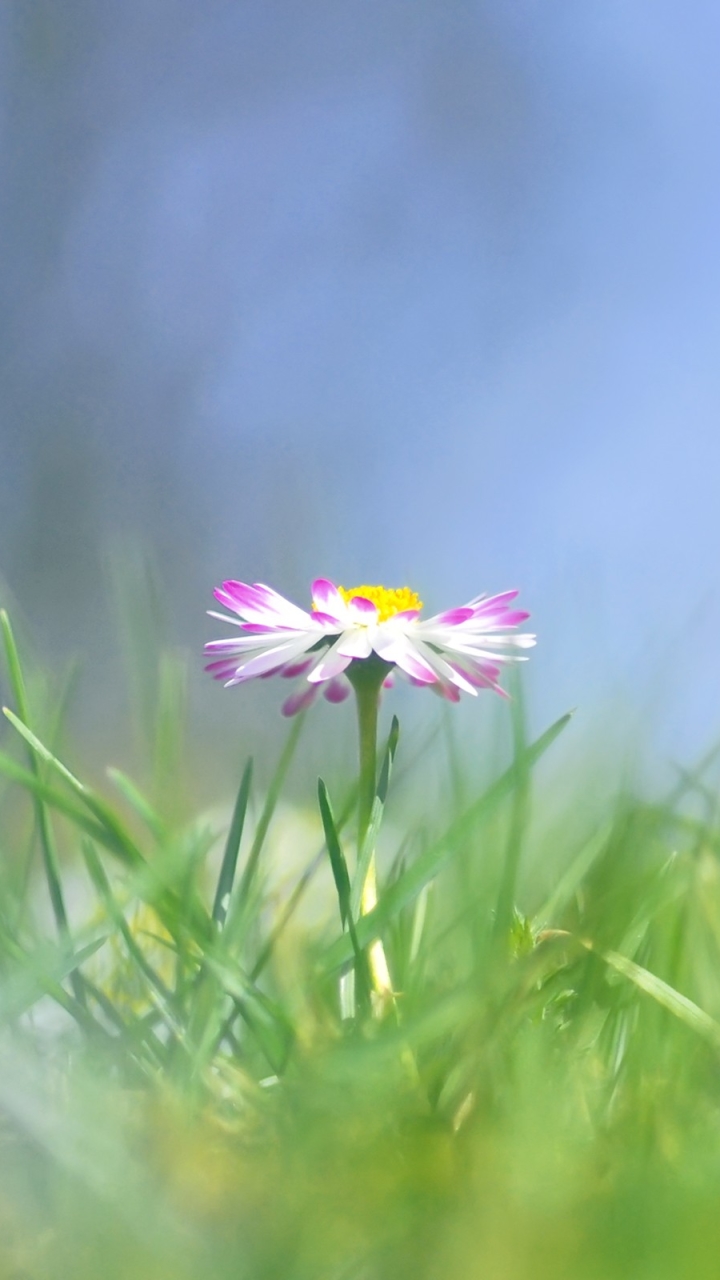 Download mobile wallpaper Nature, Flowers, Grass, Flower, Earth, Pastel for free.
