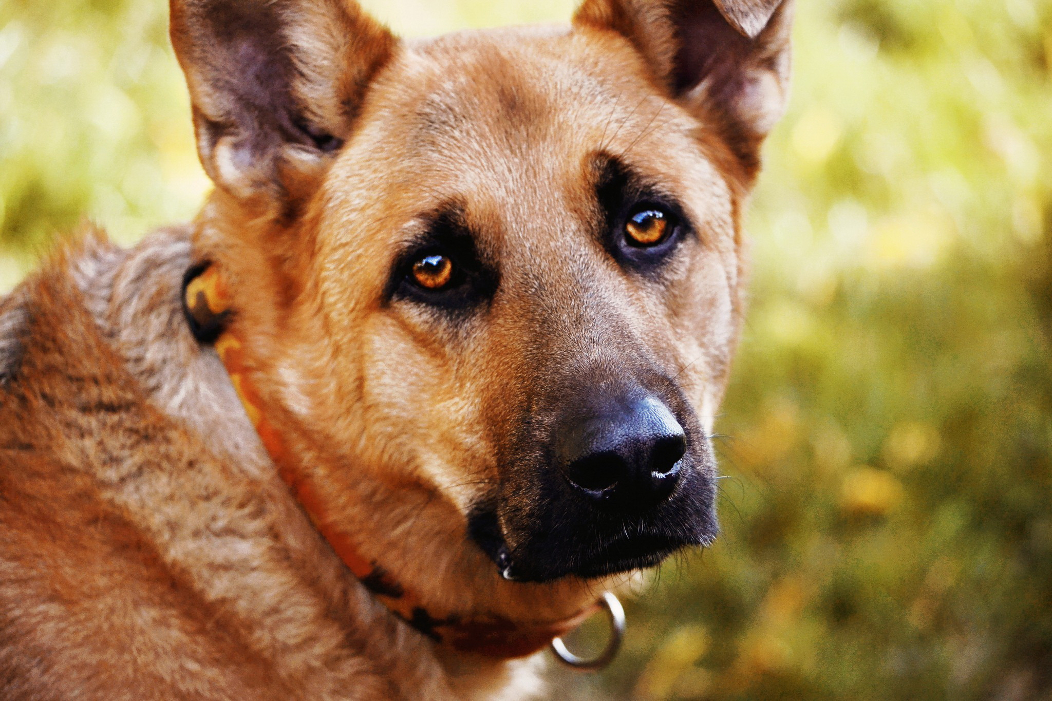 Laden Sie das Tiere, Hunde, Schäferhund-Bild kostenlos auf Ihren PC-Desktop herunter