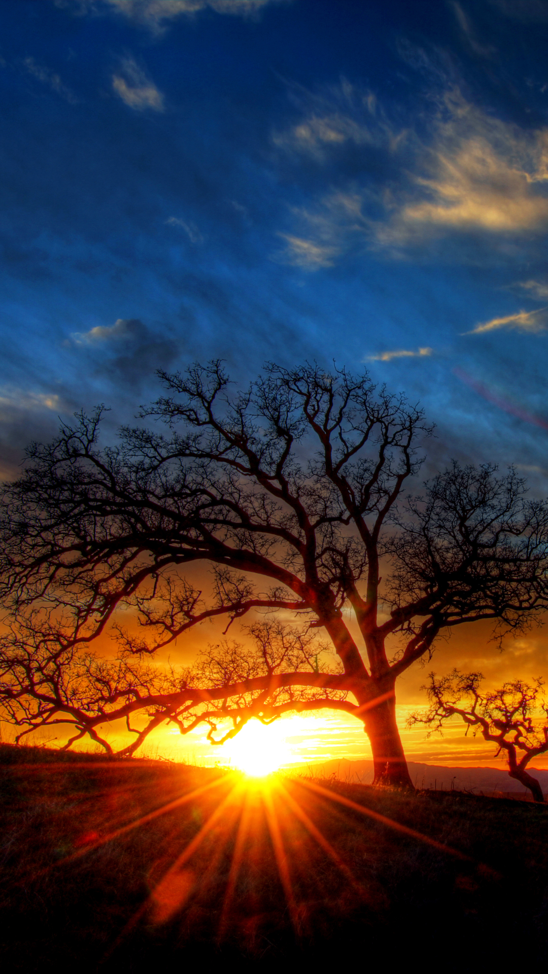 Download mobile wallpaper Nature, Sunset, Tree, Earth, Sunbeam, Sunbean for free.