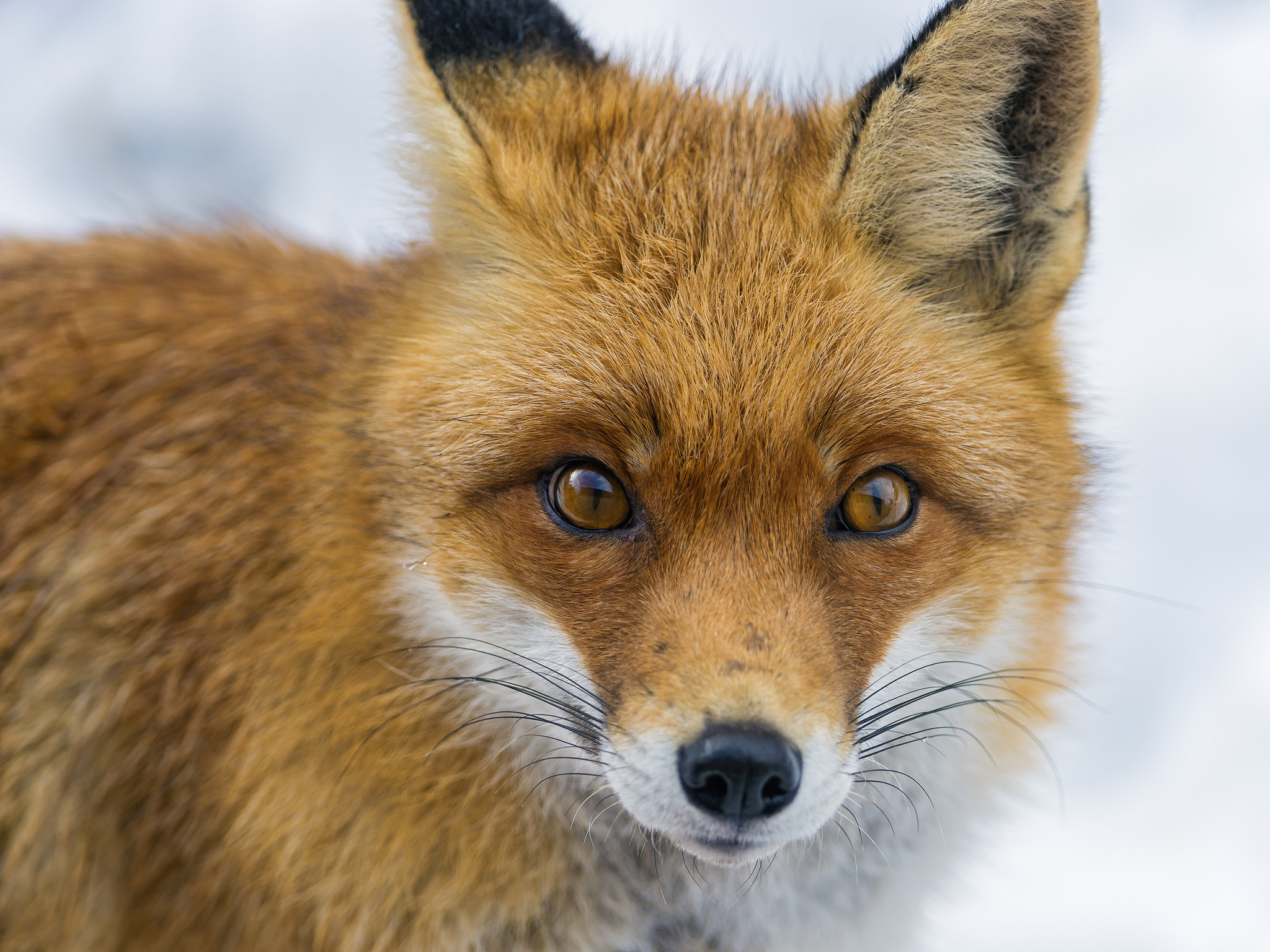 Laden Sie das Tiere, Fuchs-Bild kostenlos auf Ihren PC-Desktop herunter