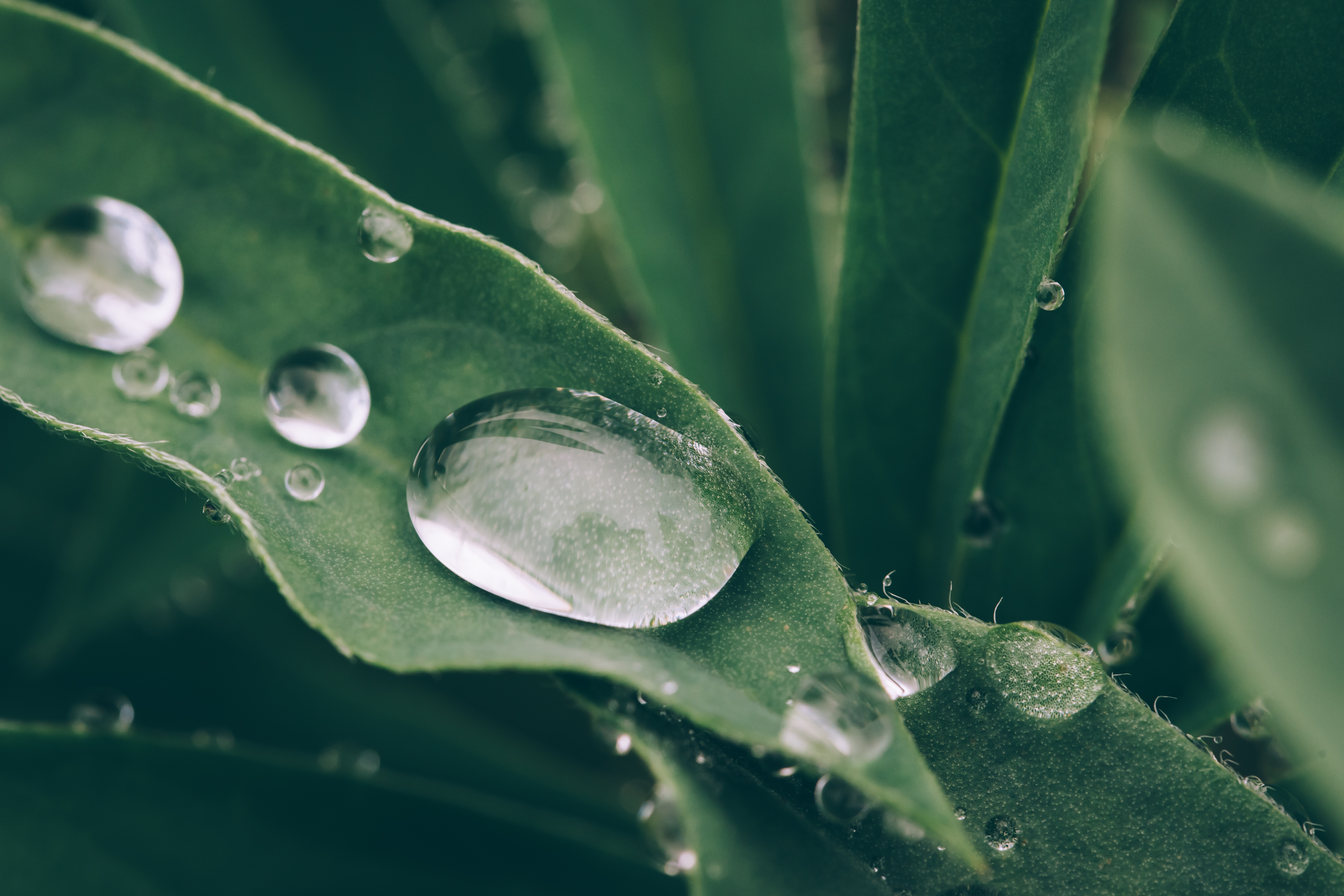 Download mobile wallpaper Nature, Macro, Leaf, Earth, Water Drop for free.