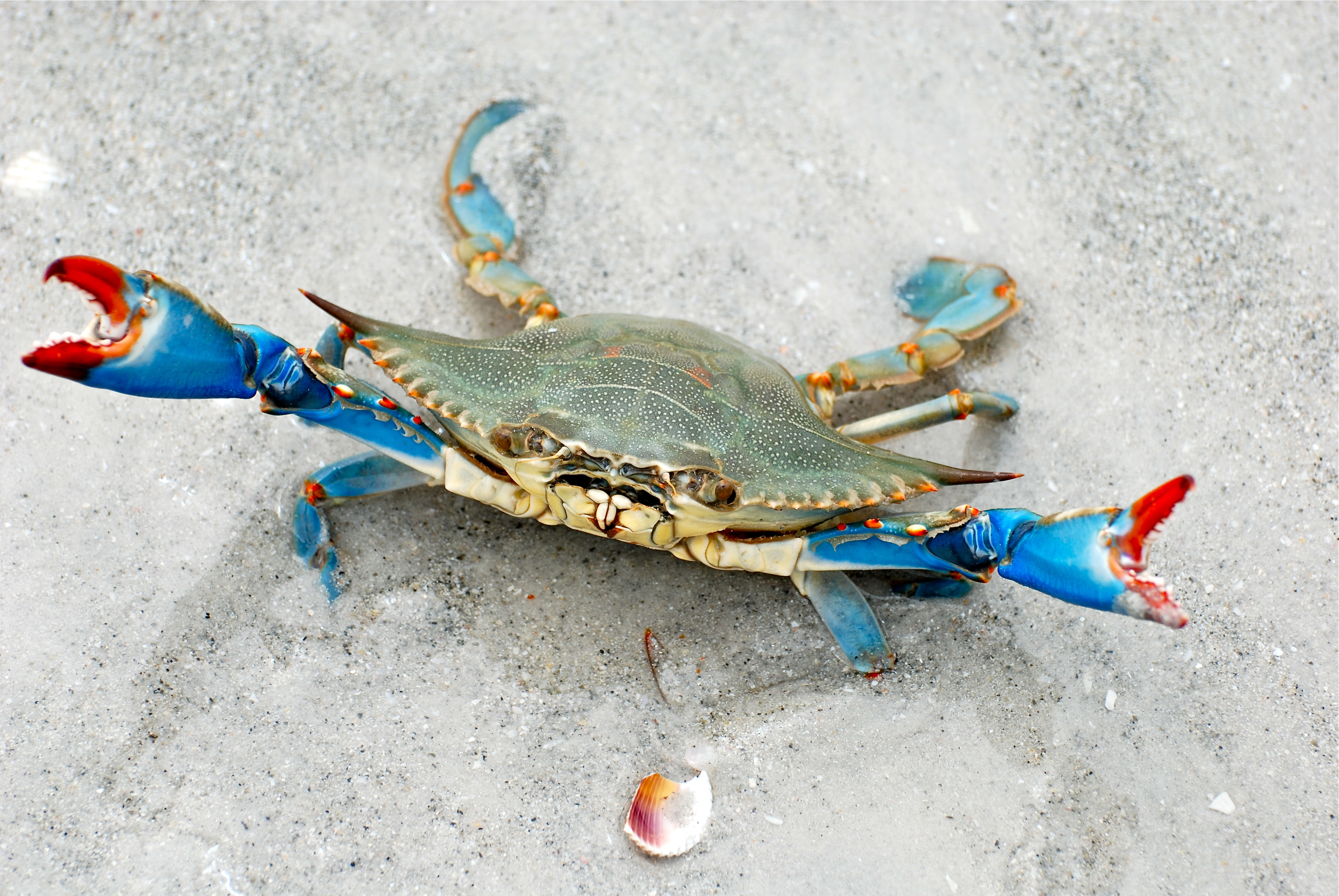 Laden Sie das Tiere, Krabbe-Bild kostenlos auf Ihren PC-Desktop herunter