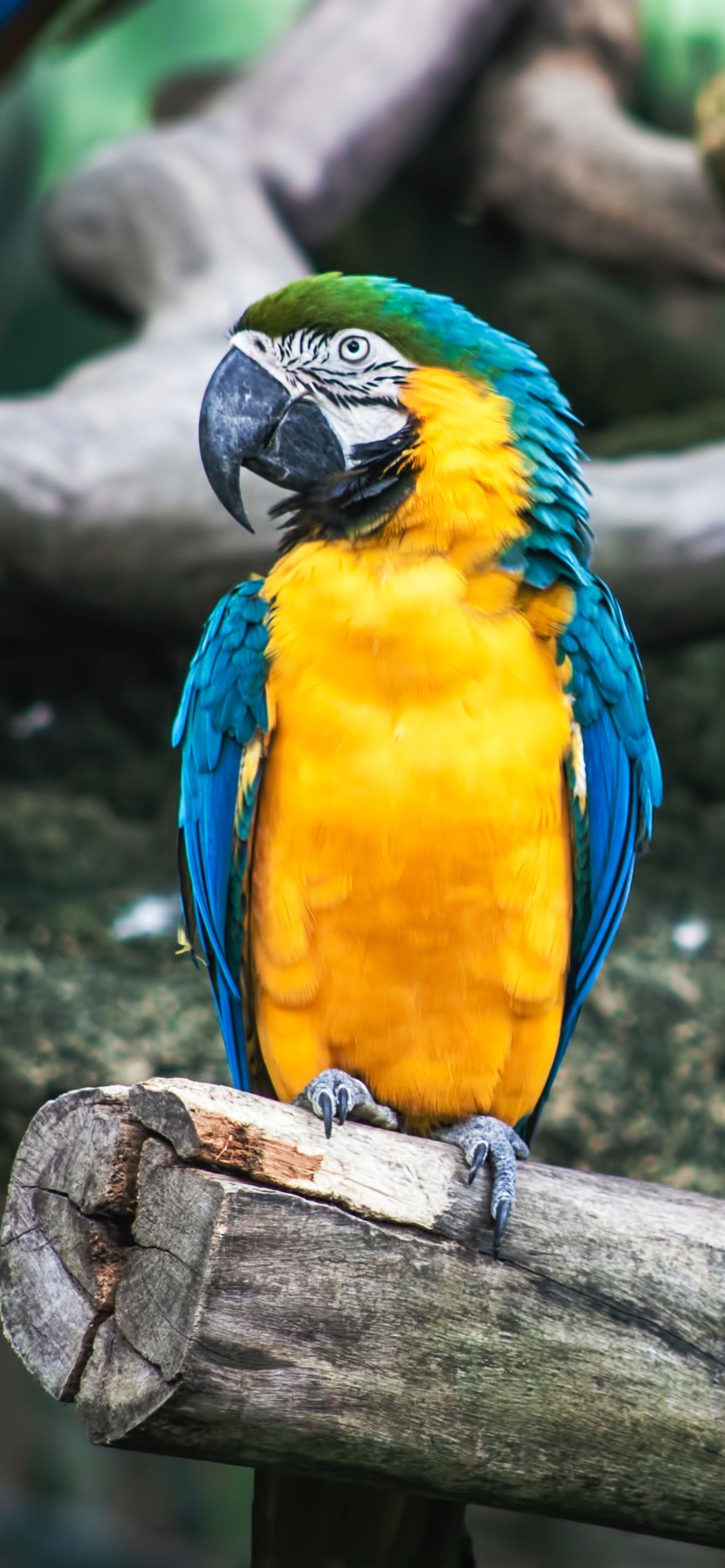 無料モバイル壁紙動物, 鳥, 青と黄色のコンゴウインコをダウンロードします。