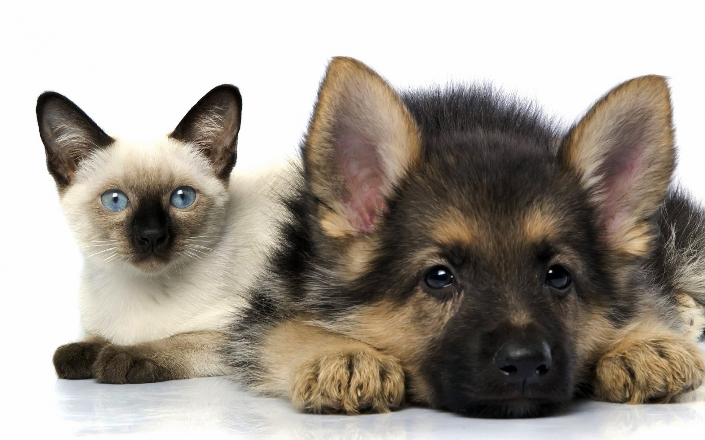 Descarga gratuita de fondo de pantalla para móvil de Animales, Perros, Gatos.