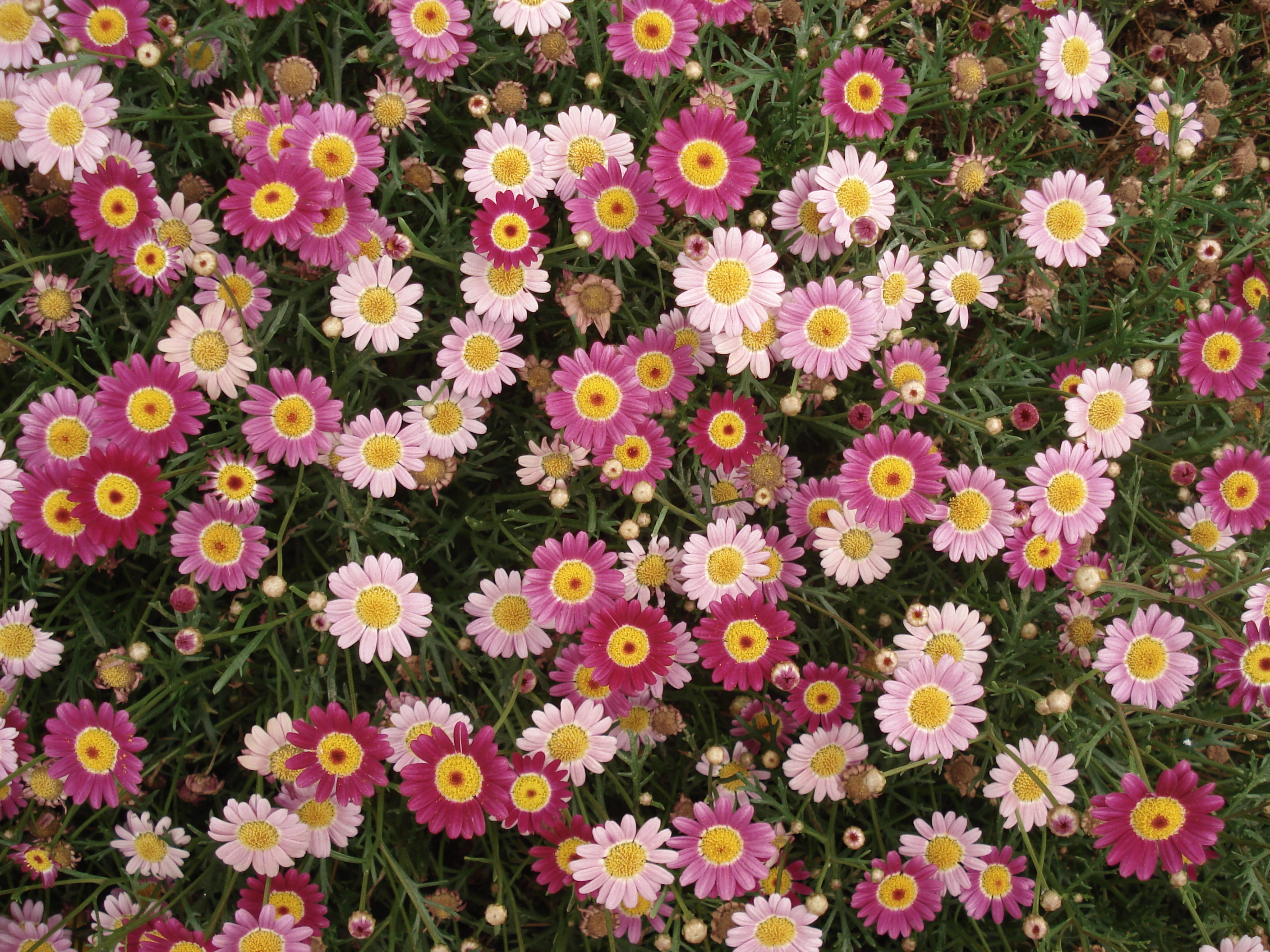 Descarga gratuita de fondo de pantalla para móvil de Flores, Flor, Flor Rosa, Margarita, Tierra/naturaleza.