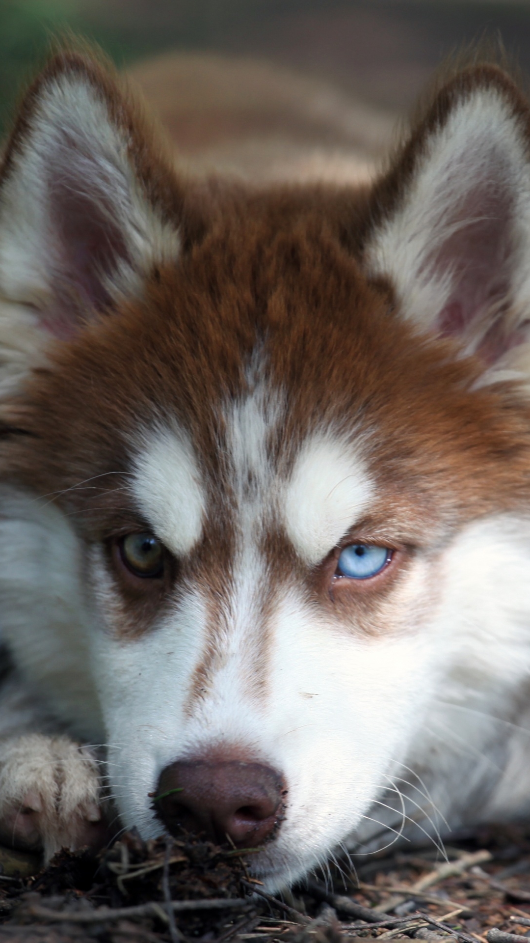 Download mobile wallpaper Dogs, Dog, Animal, Husky for free.