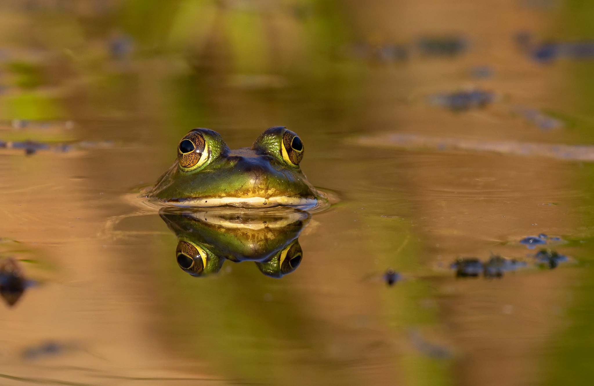 Free download wallpaper Water, Frogs, Animal, Frog, Amphibian on your PC desktop
