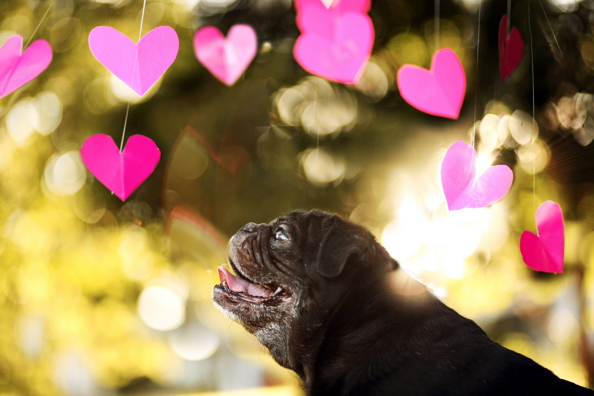 Download mobile wallpaper Dog, Smooth, Animals, Bulldog, Blur, Hearts for free.