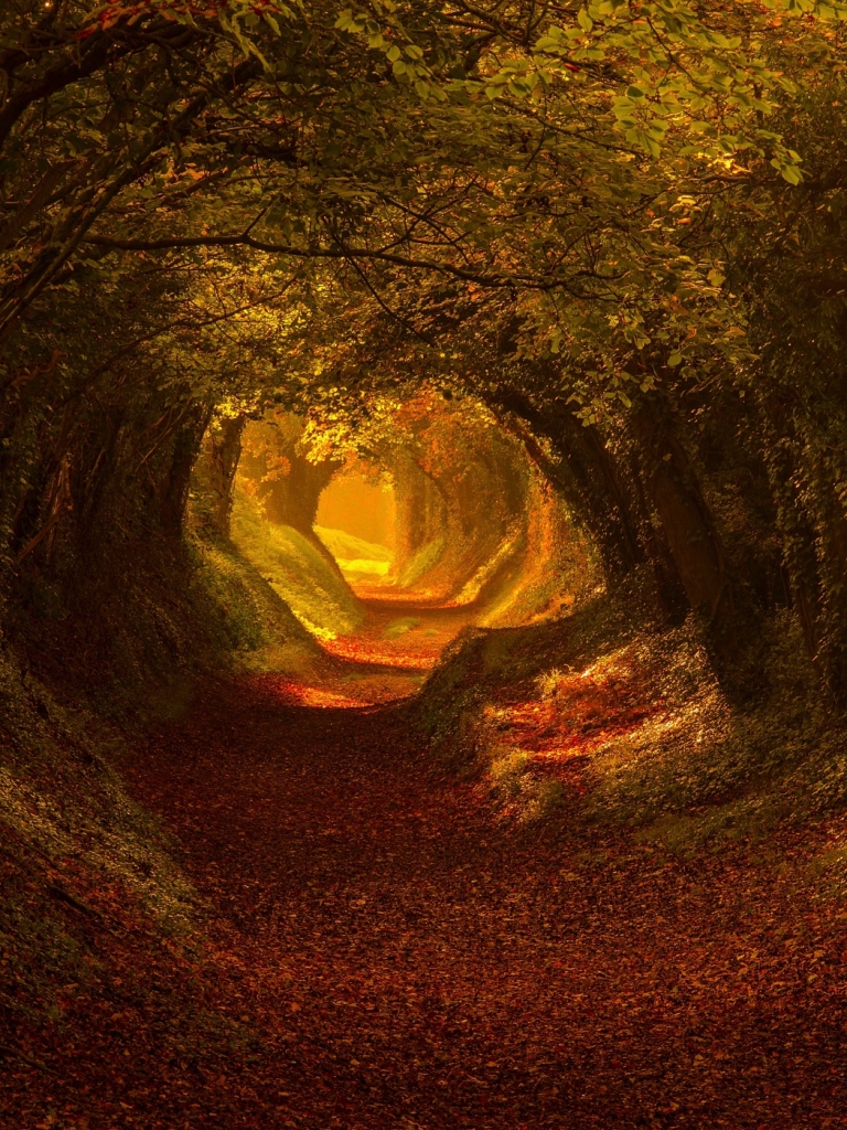 Download mobile wallpaper Nature, Forest, Tree, Leaf, Fall, Earth, Path, Tunnel for free.