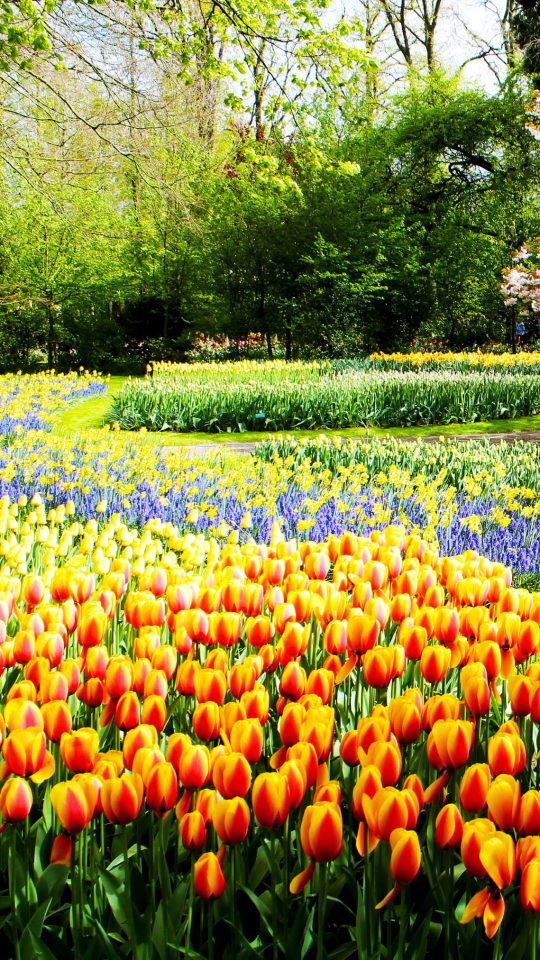 Скачати мобільні шпалери Квітка, Парк, Цвітіння, Сад, Барвистий, Весна, Тюльпан, Фотографія безкоштовно.