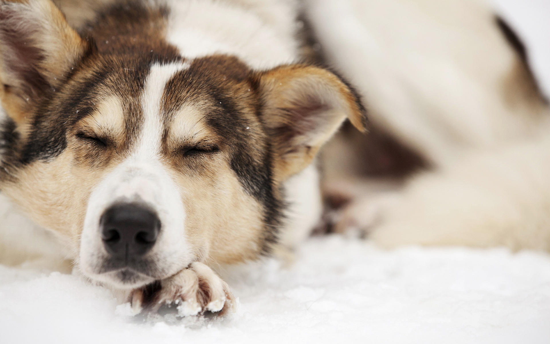 無料モバイル壁紙動物, 犬をダウンロードします。