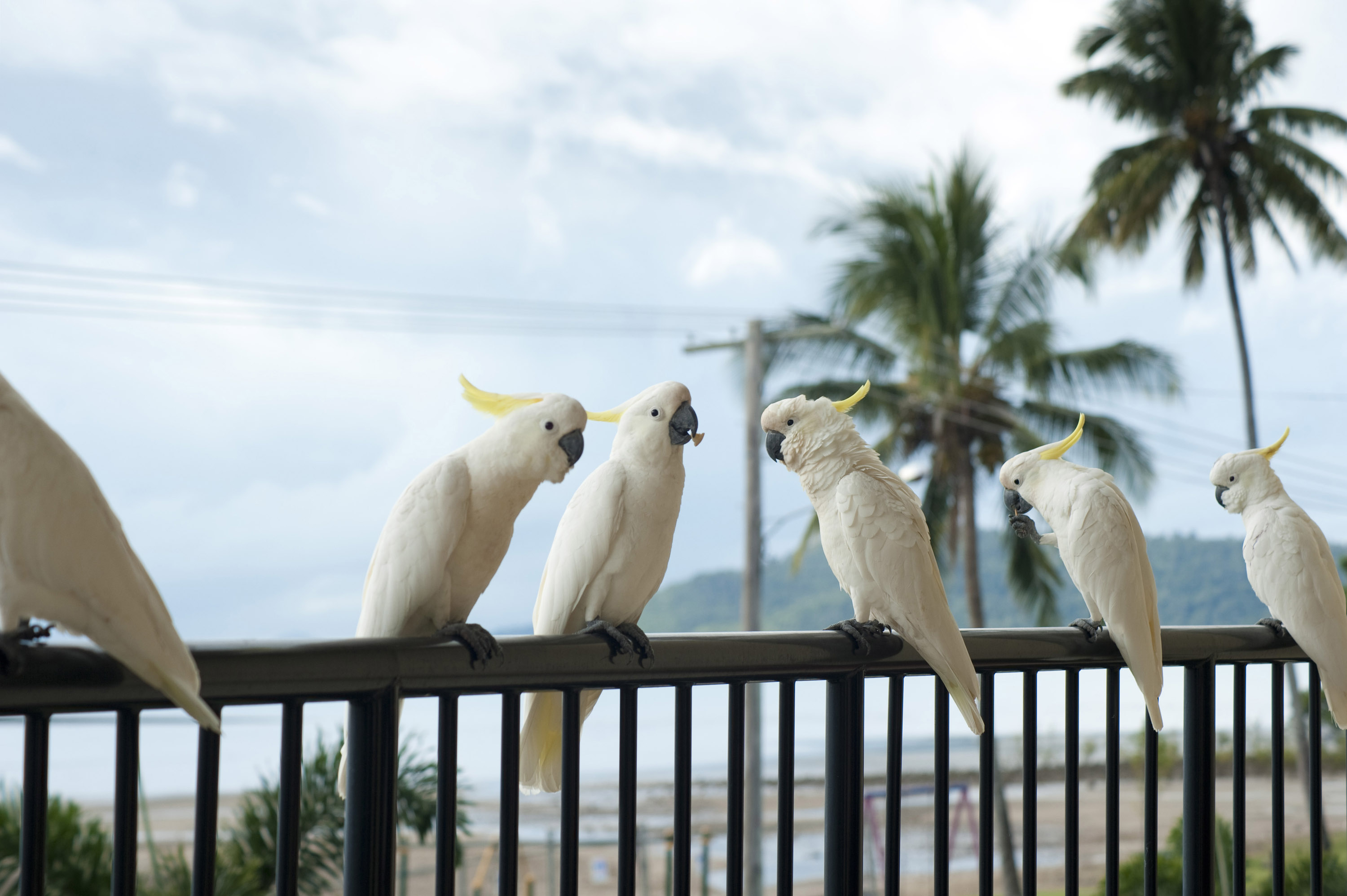 Die besten Kakadu-Hintergründe für den Telefonbildschirm
