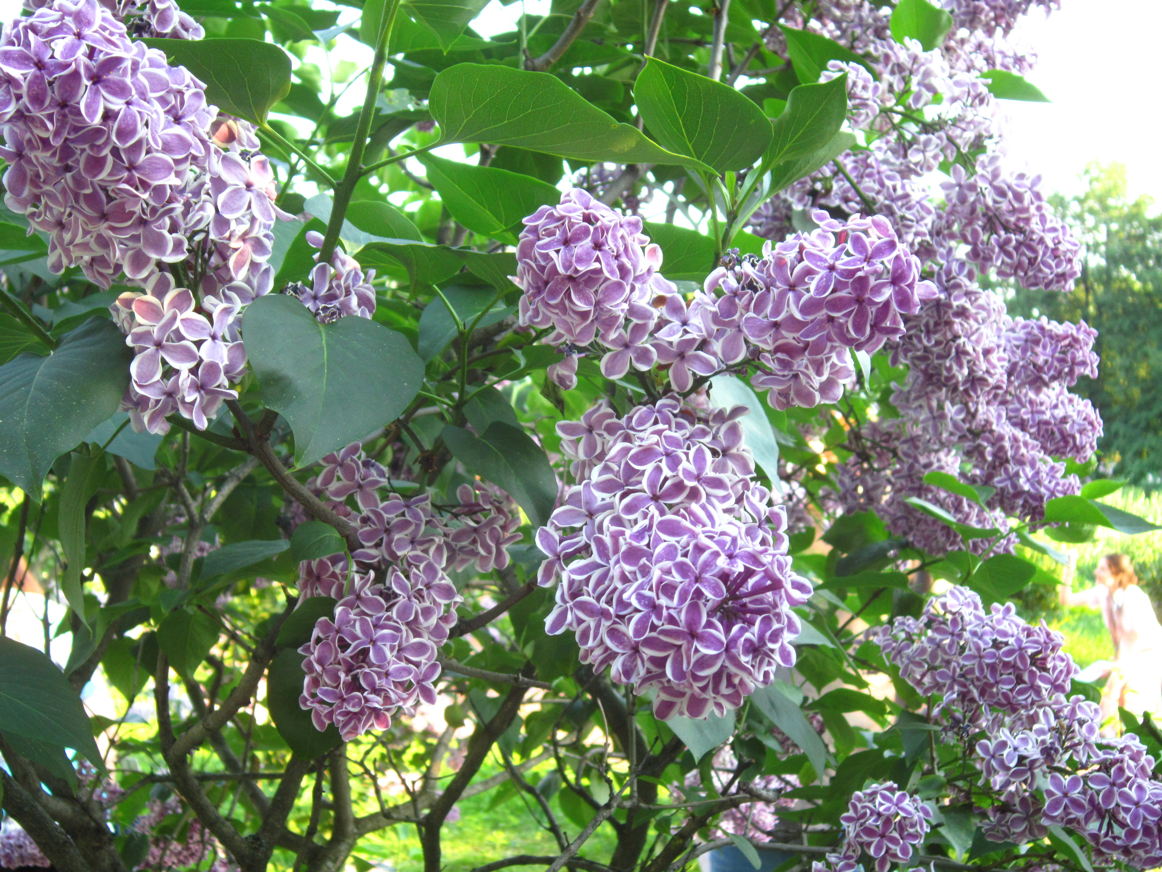 Laden Sie das Blumen, Lilac, Pflanzen-Bild kostenlos auf Ihren PC-Desktop herunter