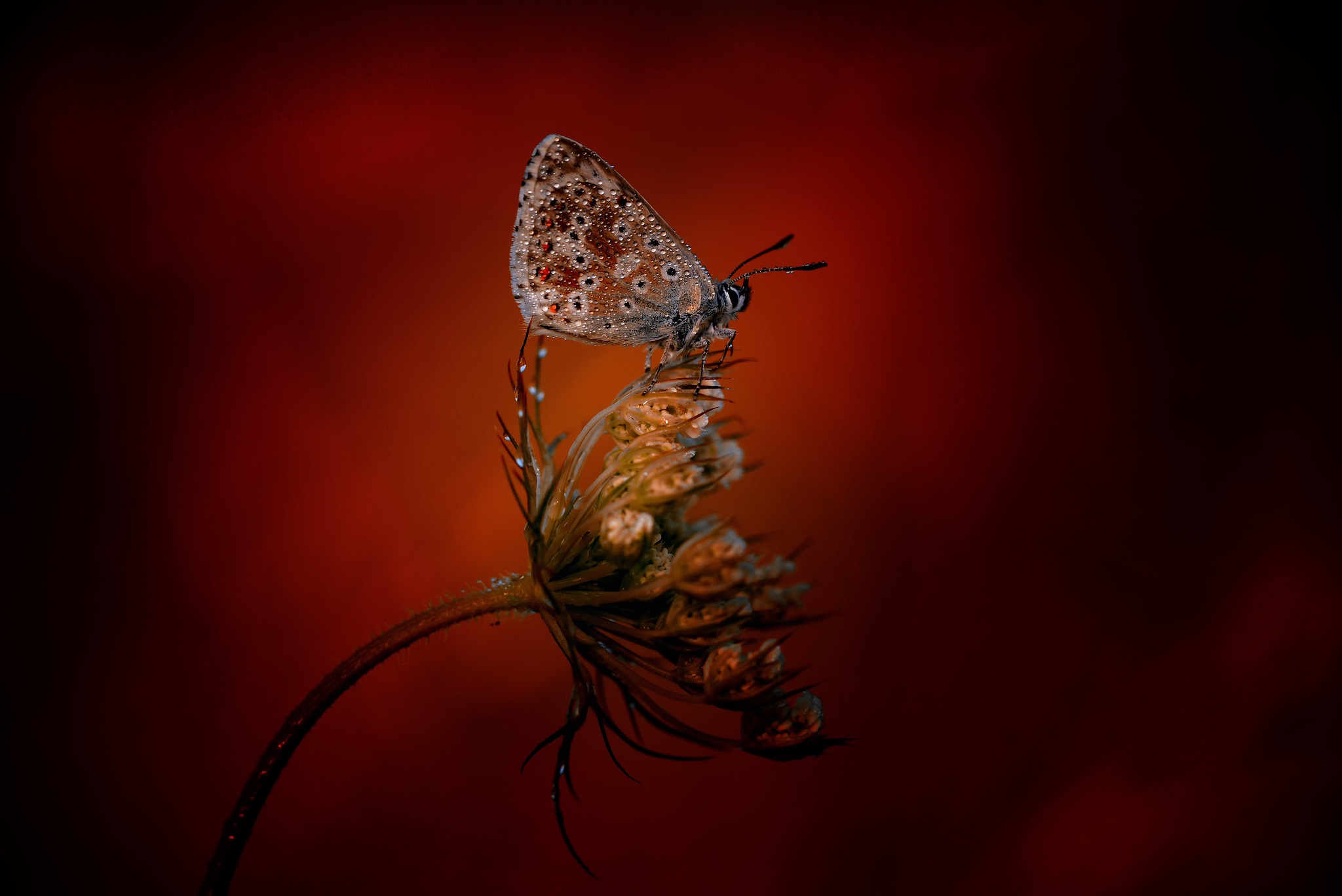 Free download wallpaper Macro, Insect, Butterfly, Animal on your PC desktop