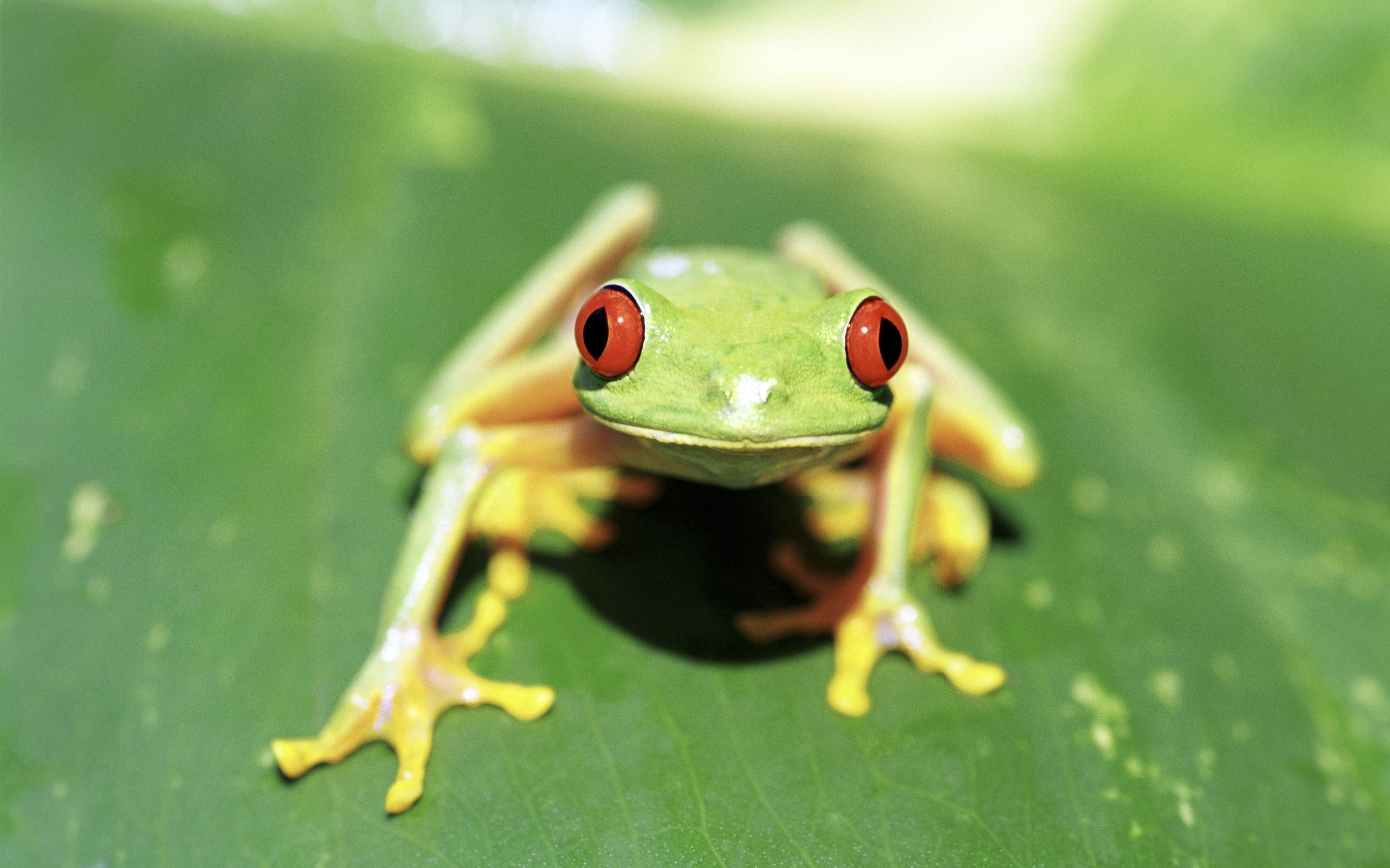 animal, red eyed tree frog, frogs