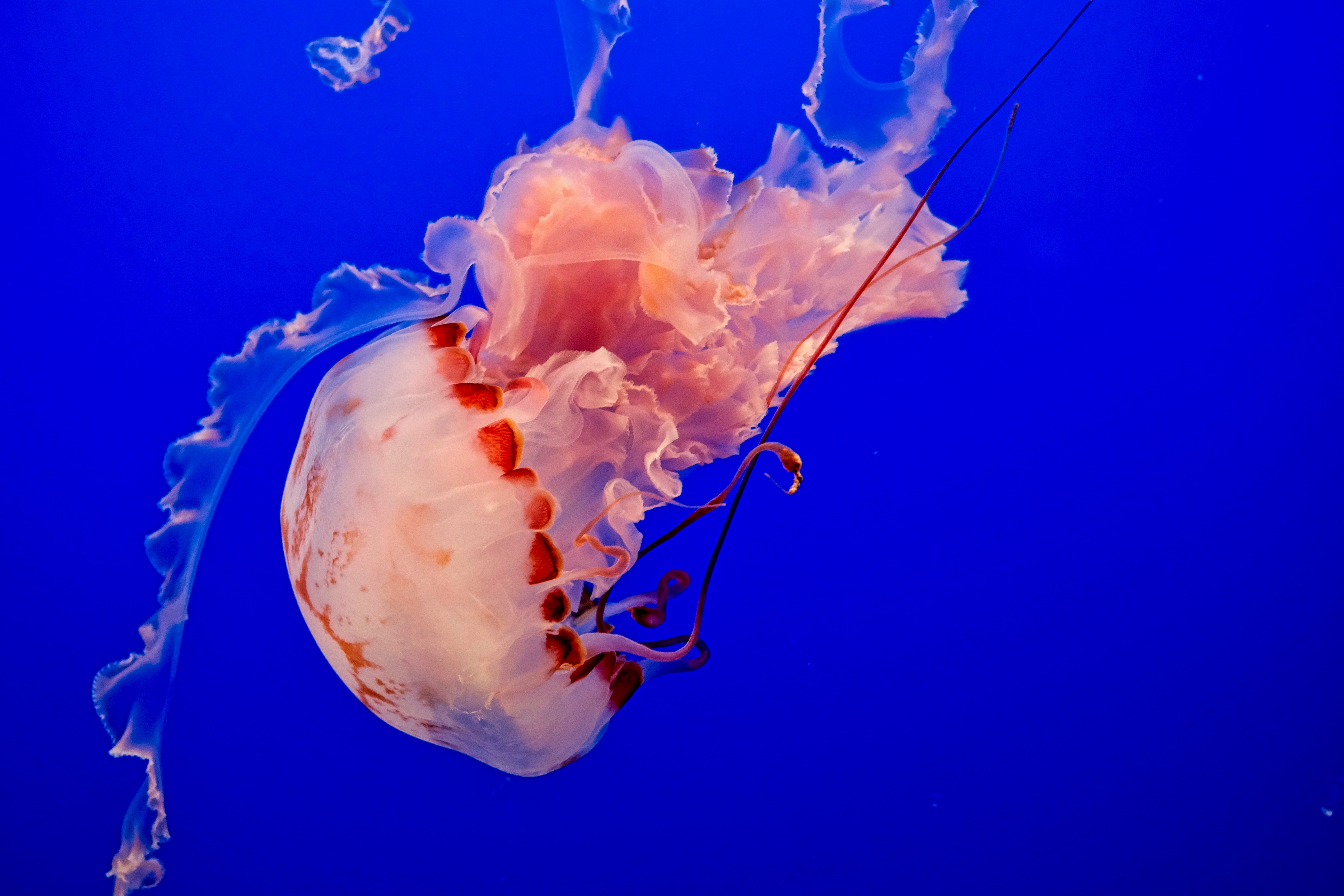 83177 скачать обои медуза, океан, животные, синий, подводный мир, плавать, щупальцы - заставки и картинки бесплатно