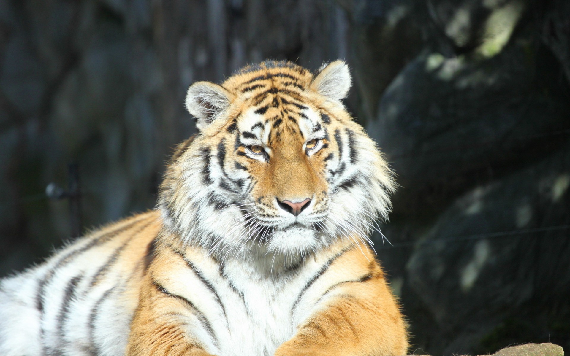 Handy-Wallpaper Tiere, Katzen, Tiger kostenlos herunterladen.