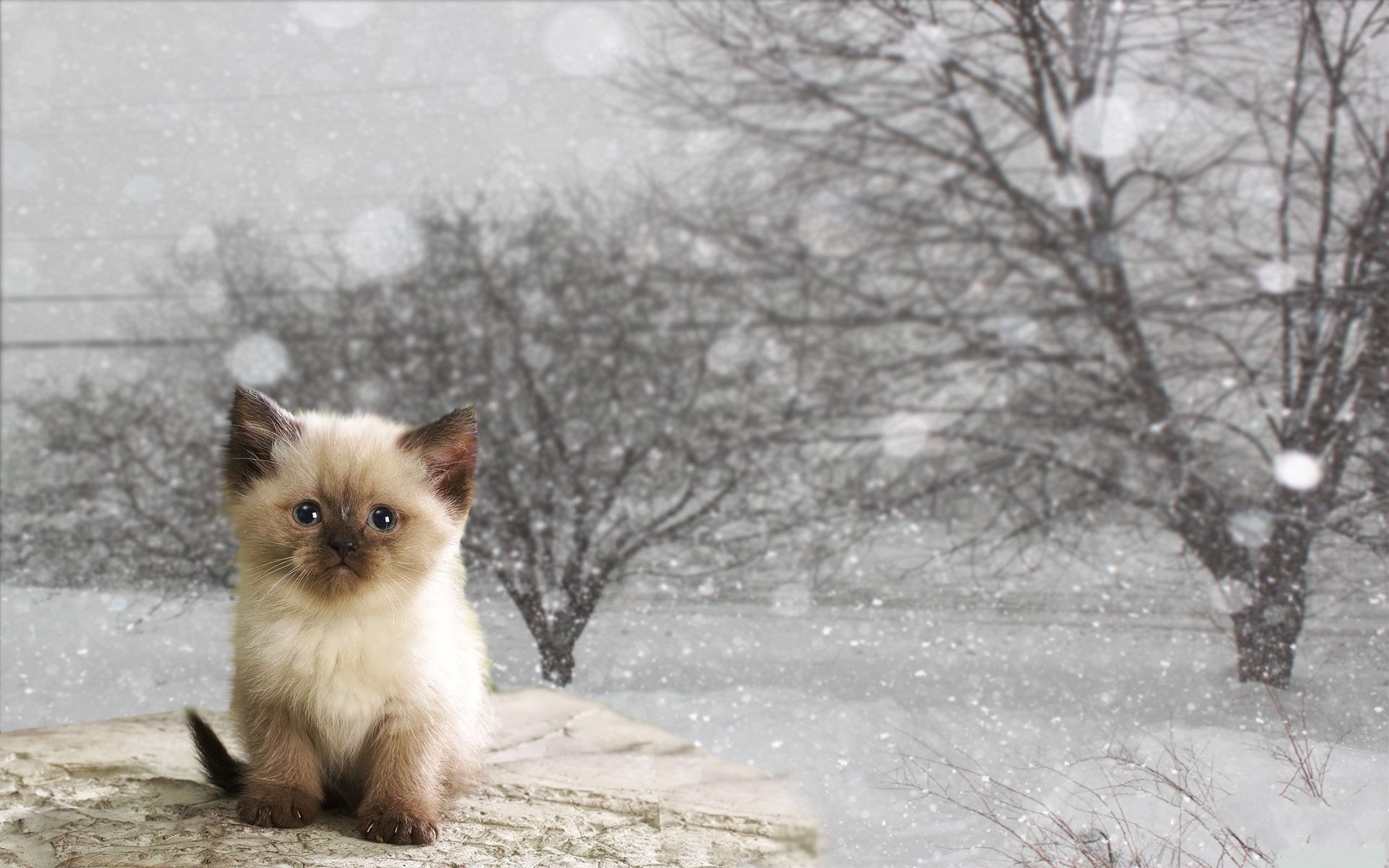 Baixe gratuitamente a imagem Animais, Gatos, Gato, Queda De Neve na área de trabalho do seu PC