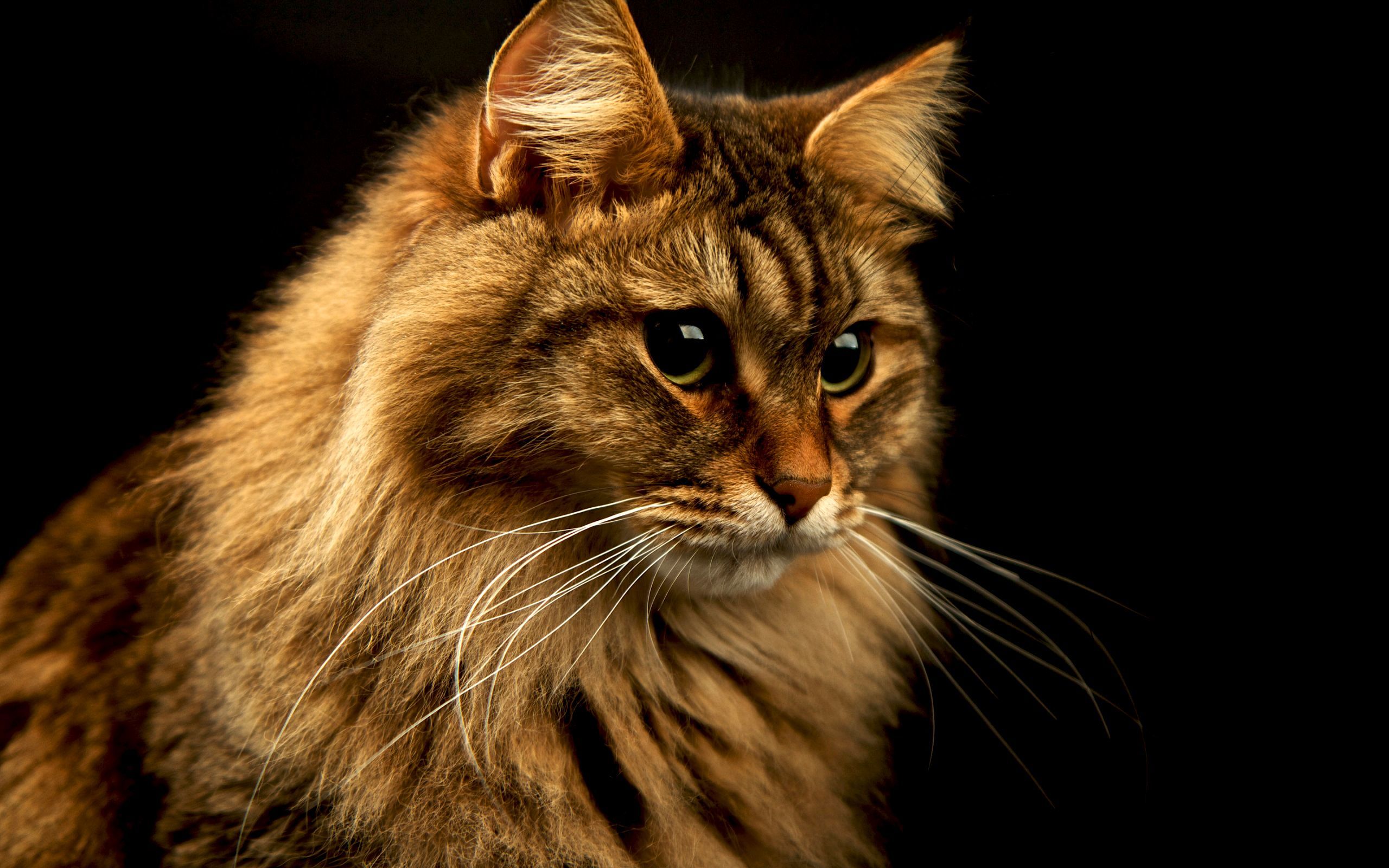 40411 Hintergrundbild herunterladen katzen, tiere, orange - Bildschirmschoner und Bilder kostenlos