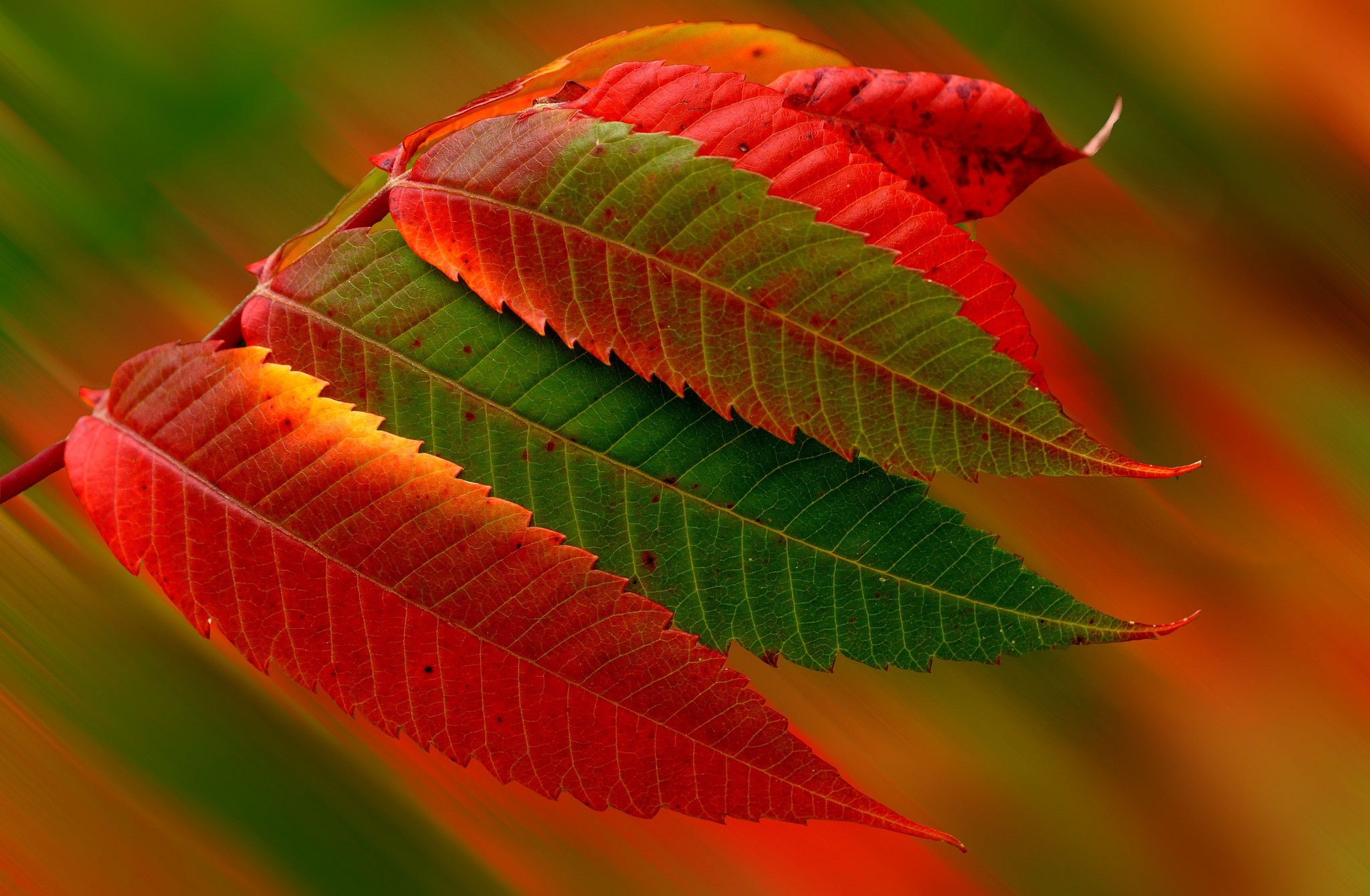 659484壁紙のダウンロード地球, 葉, 秋, 緑, 赤, 日光-スクリーンセーバーと写真を無料で