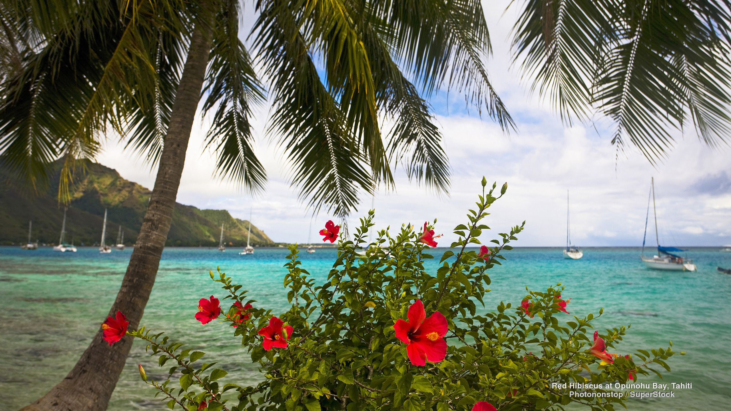 Laden Sie das Blume, Palme, Tropisch, Hibiskus, Fotografie, Tahiti, Opunohu Bucht-Bild kostenlos auf Ihren PC-Desktop herunter