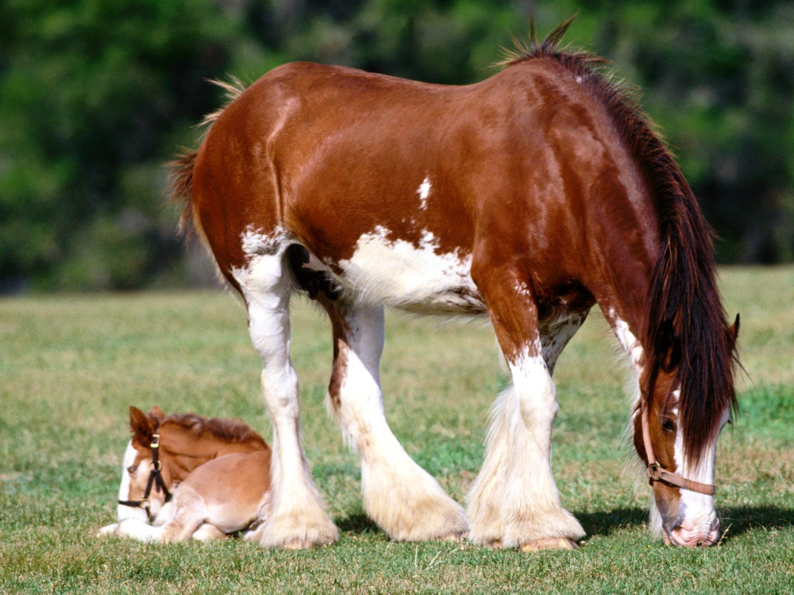 Baixar papel de parede para celular de Animais, Cavalo gratuito.