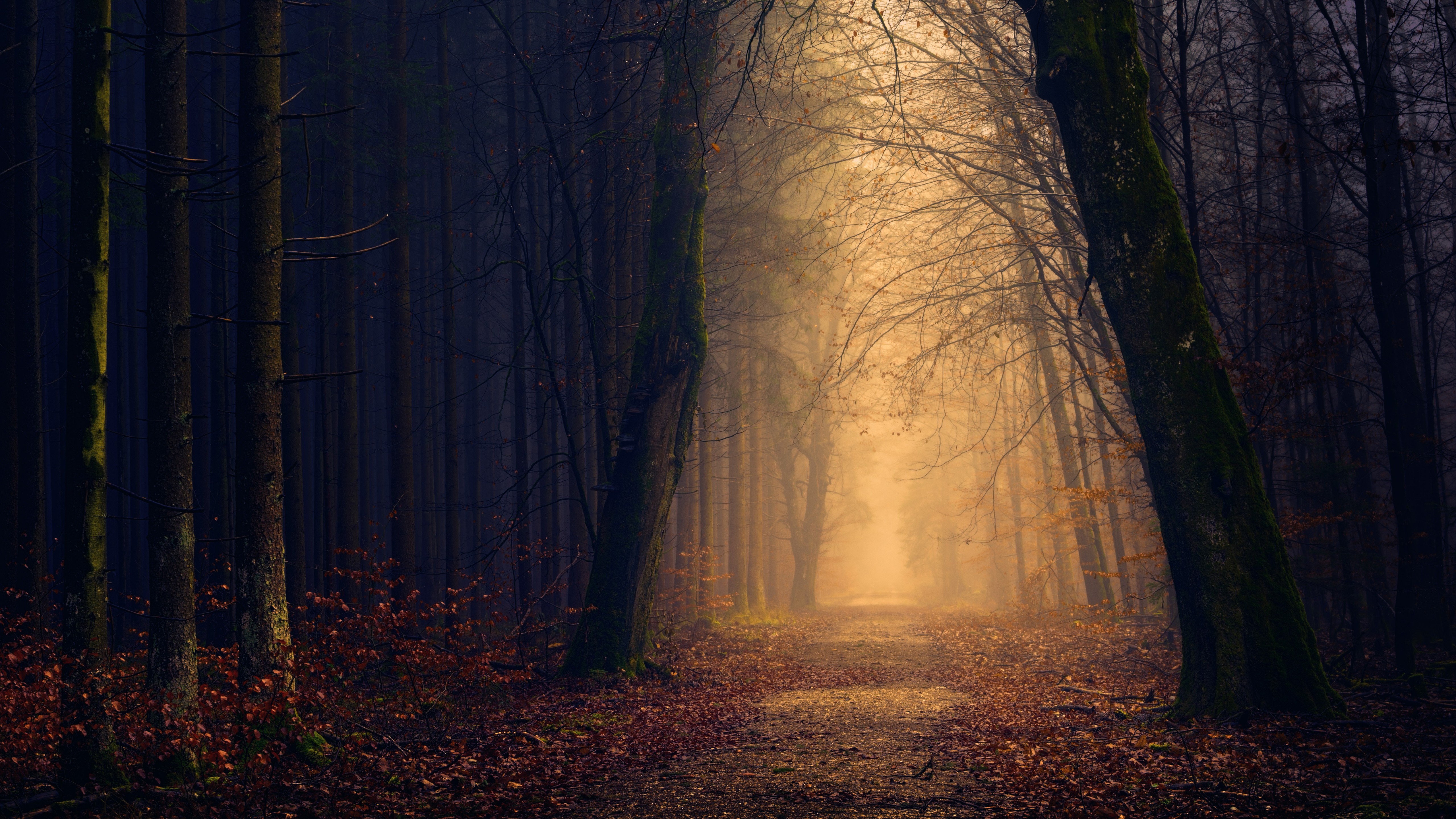 Download mobile wallpaper Forest, Fall, Earth, Path for free.