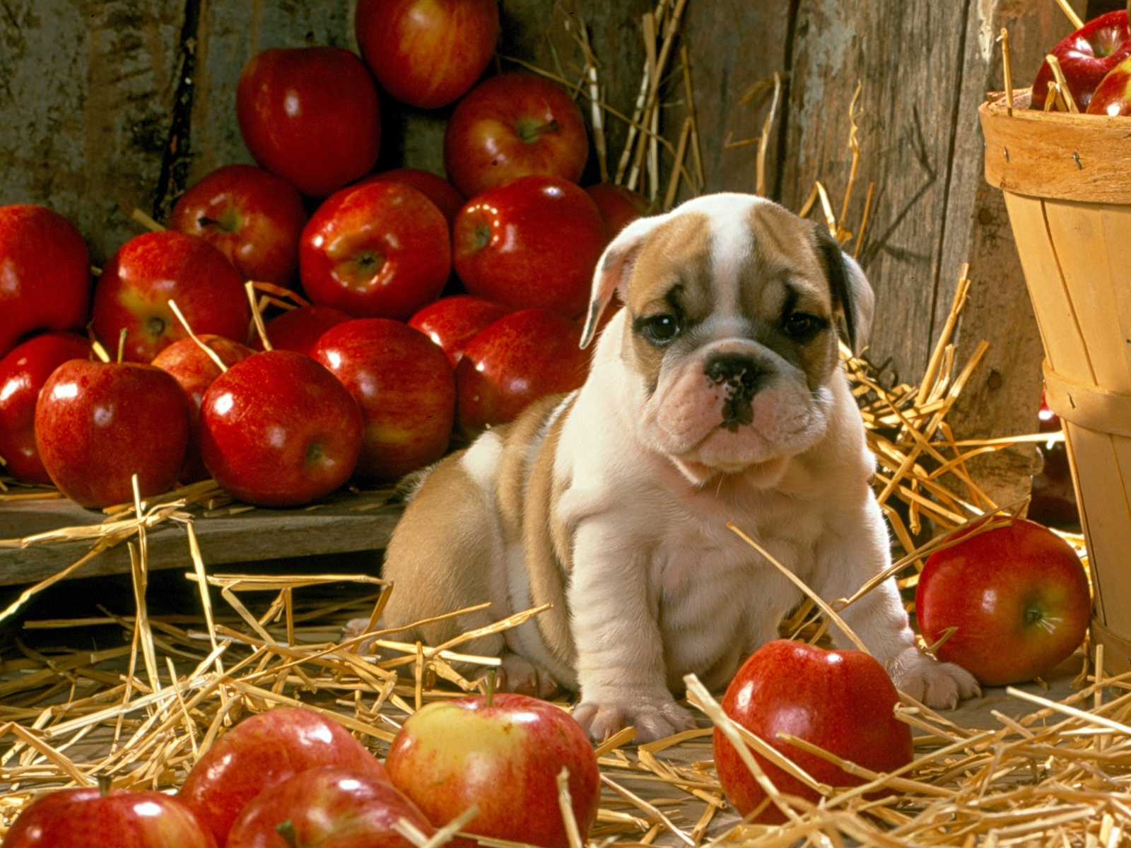 Завантажити шпалери безкоштовно Тварини, Собаки, Яблука картинка на робочий стіл ПК
