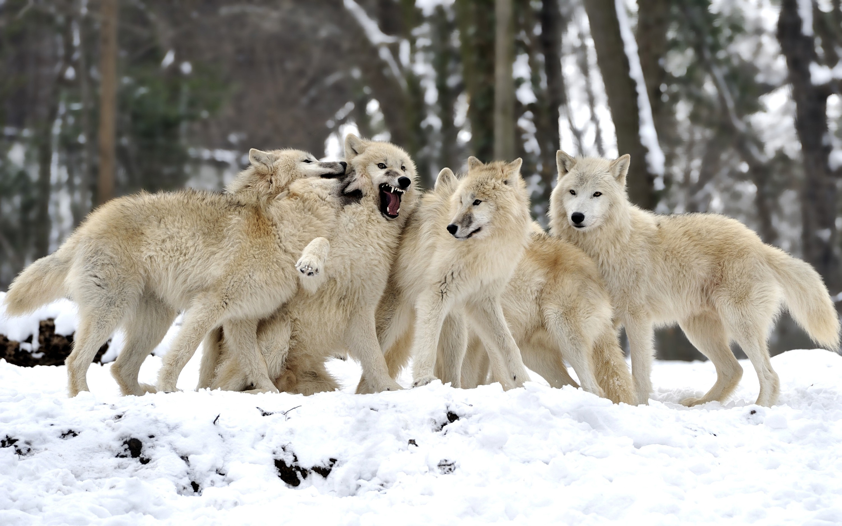 wolves, animal, wolf Image for desktop