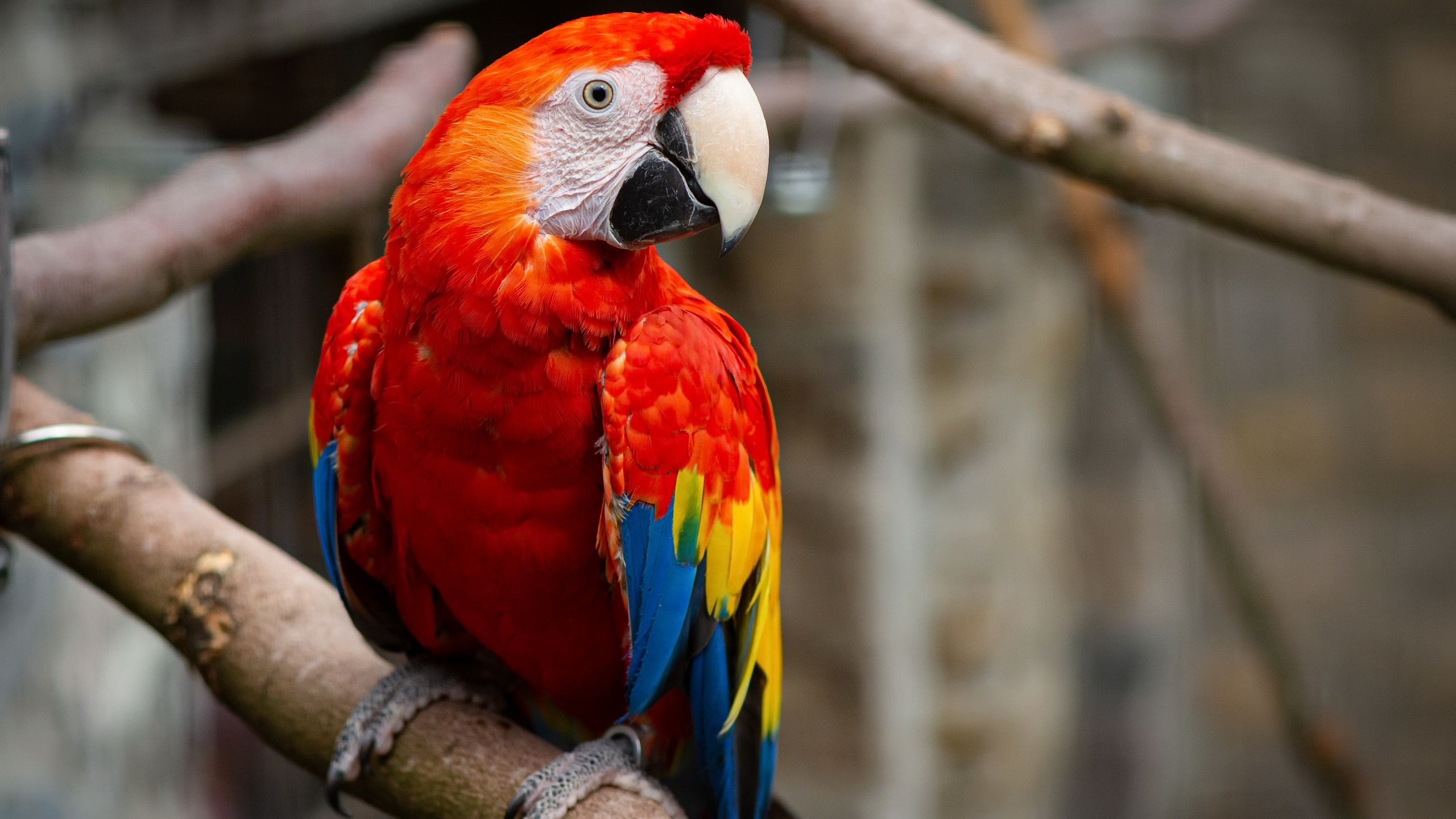 Laden Sie das Tiere, Vögel, Papagei, Hellroter Ara-Bild kostenlos auf Ihren PC-Desktop herunter