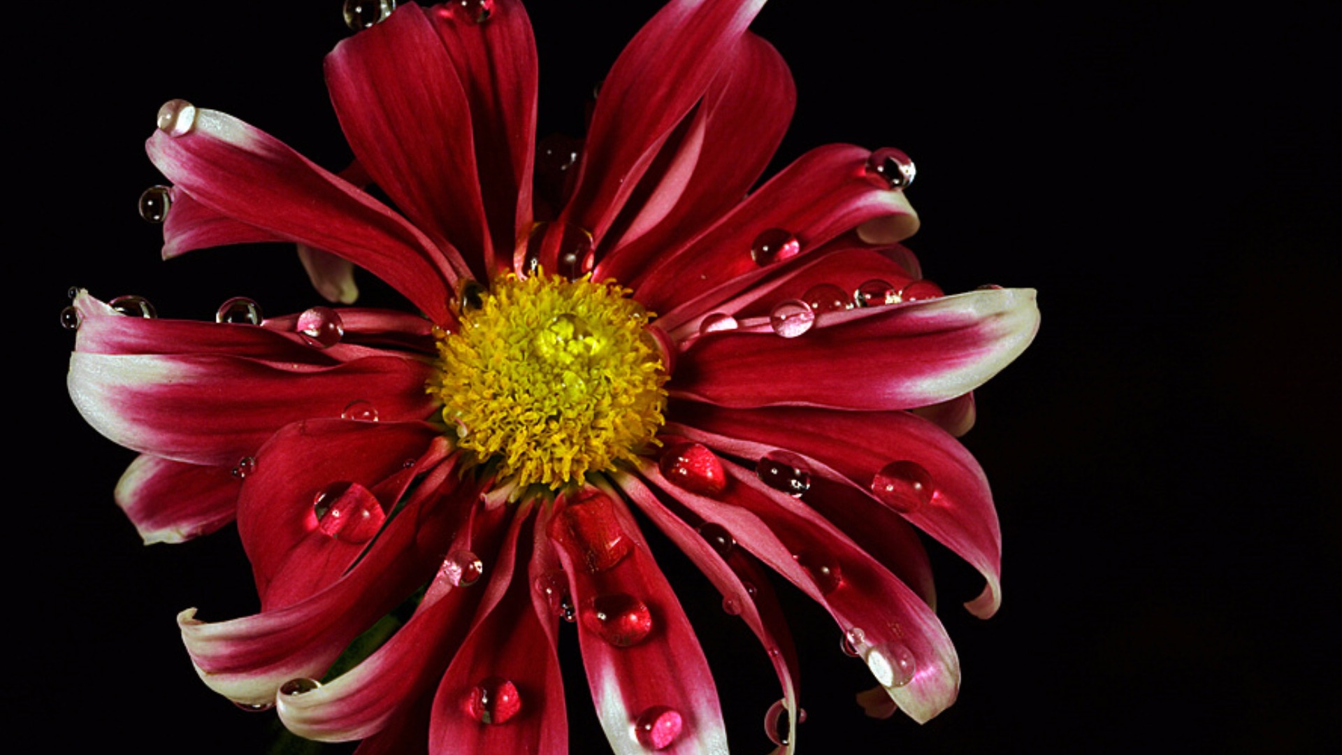 Download mobile wallpaper Flowers, Flower, Close Up, Earth, Daisy, Red Flower, Water Drop for free.