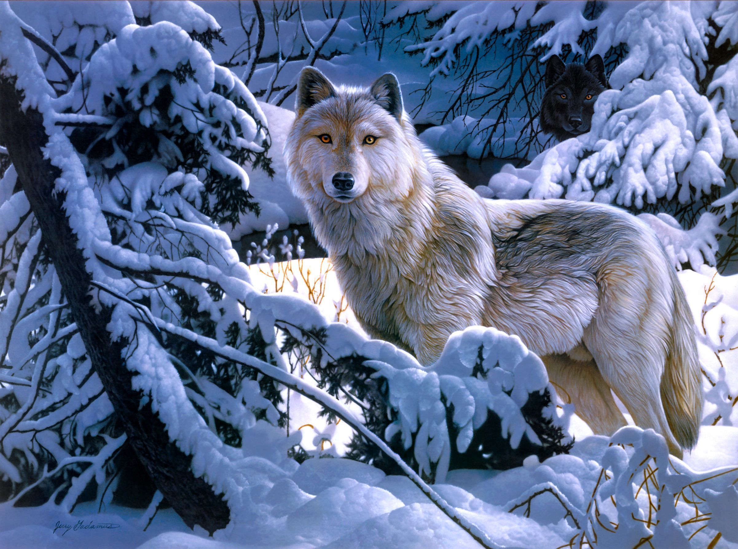 wolves, winter, animal, wolf, forest, snow, white wolf