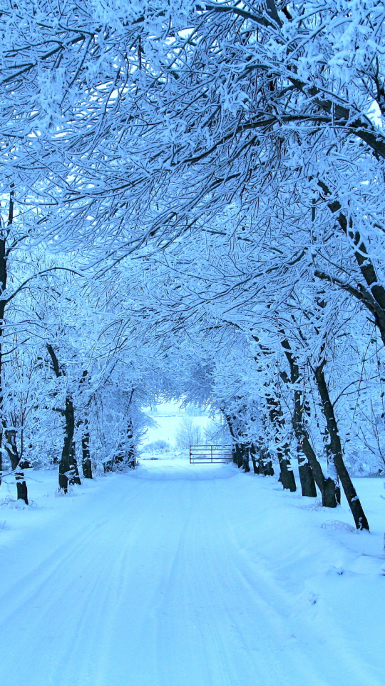 Скачати мобільні шпалери Зима, Сніг, Дорога, Дерево, Земля безкоштовно.