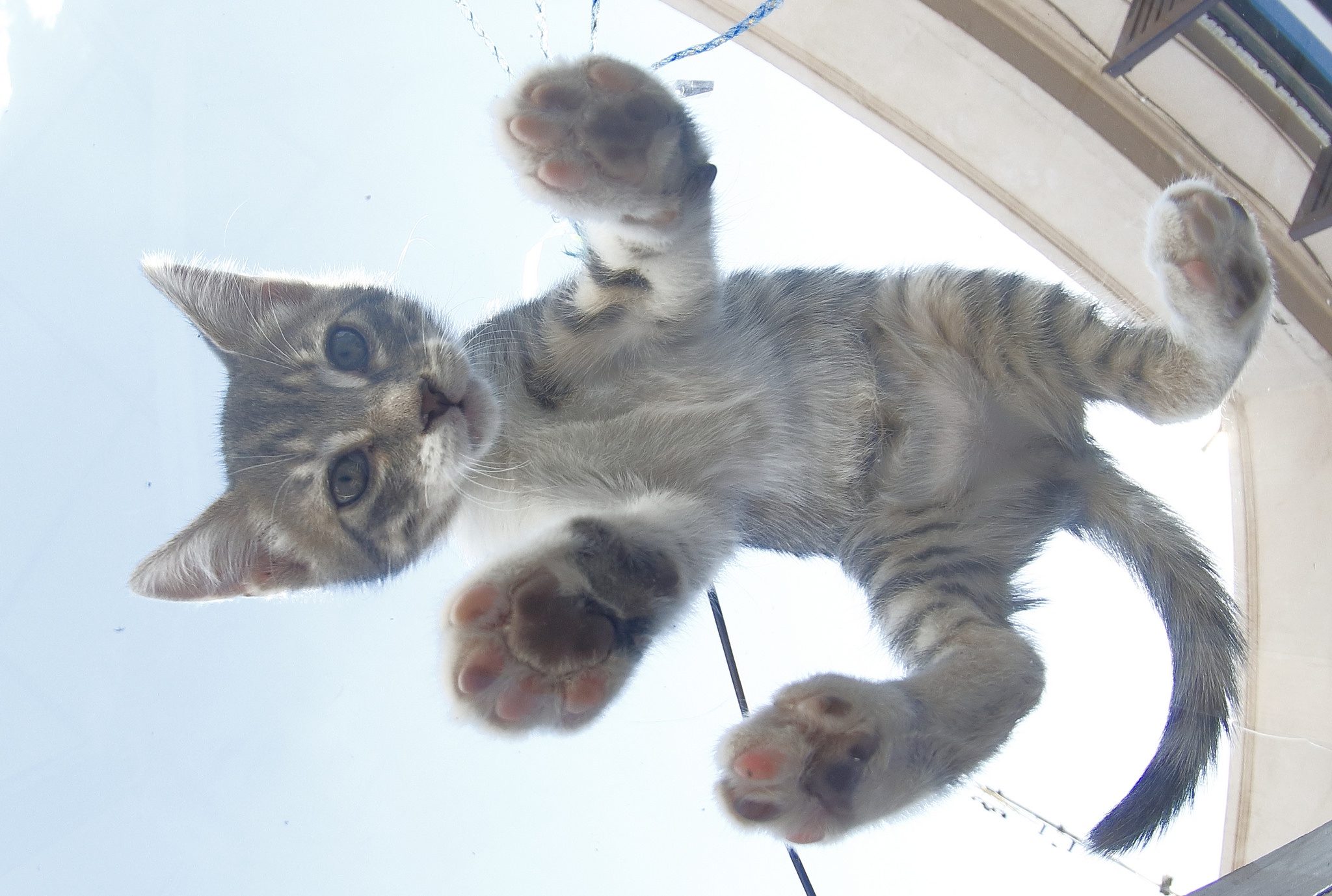 Скачати мобільні шпалери Кішка, Кошеня, Тварина, Коти, Дитинча Тварини безкоштовно.