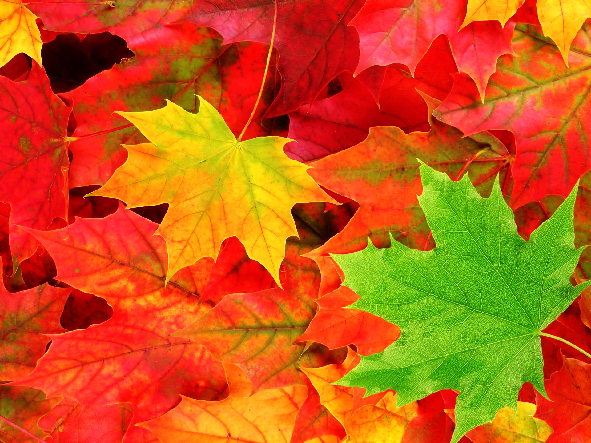 Скачать картинку Осень, Лист, Цвета, Крупный План, Кленовый Лист, Земля/природа в телефон бесплатно.