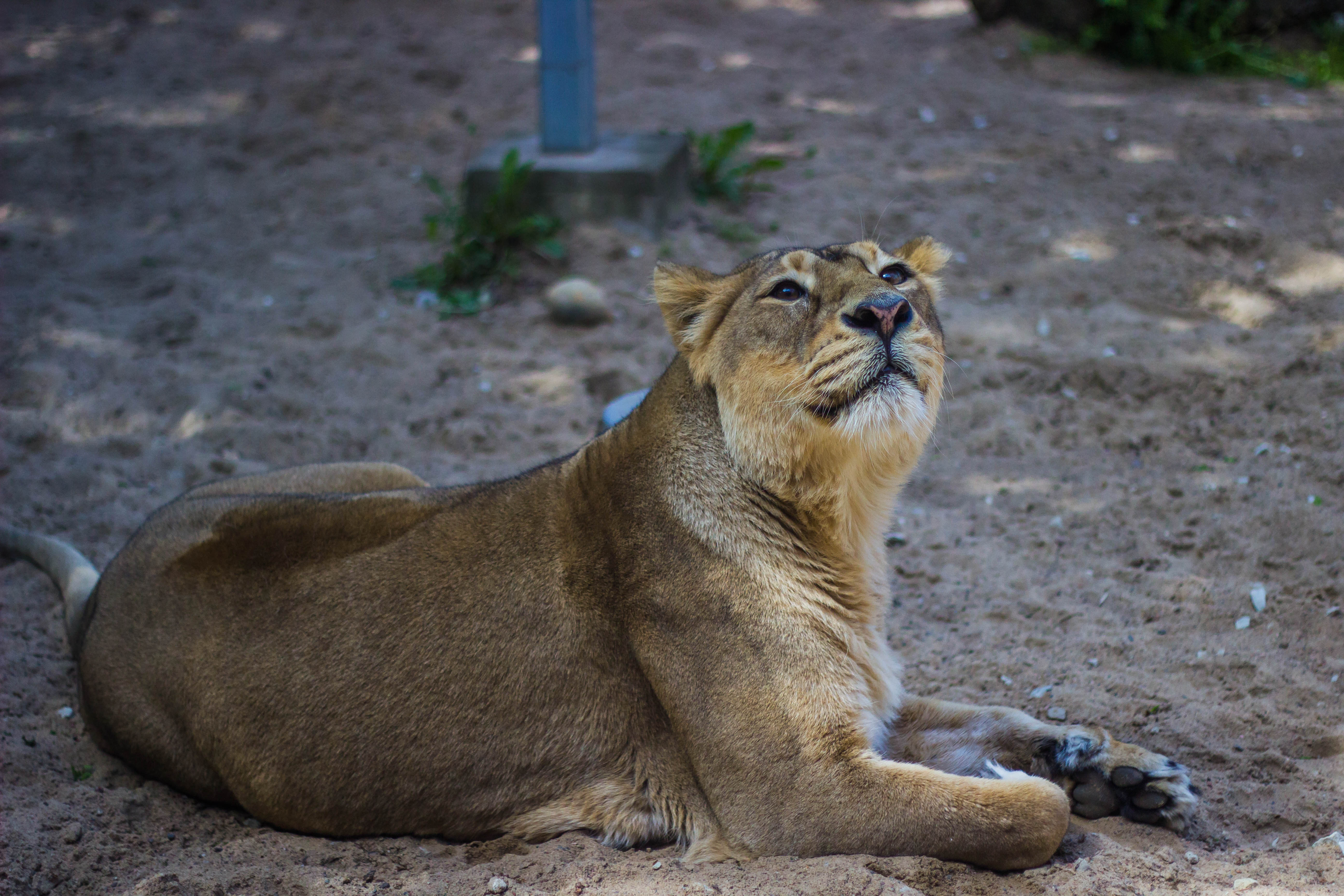 Download mobile wallpaper Animals, Predator, Big Cat, Lioness, Lion for free.