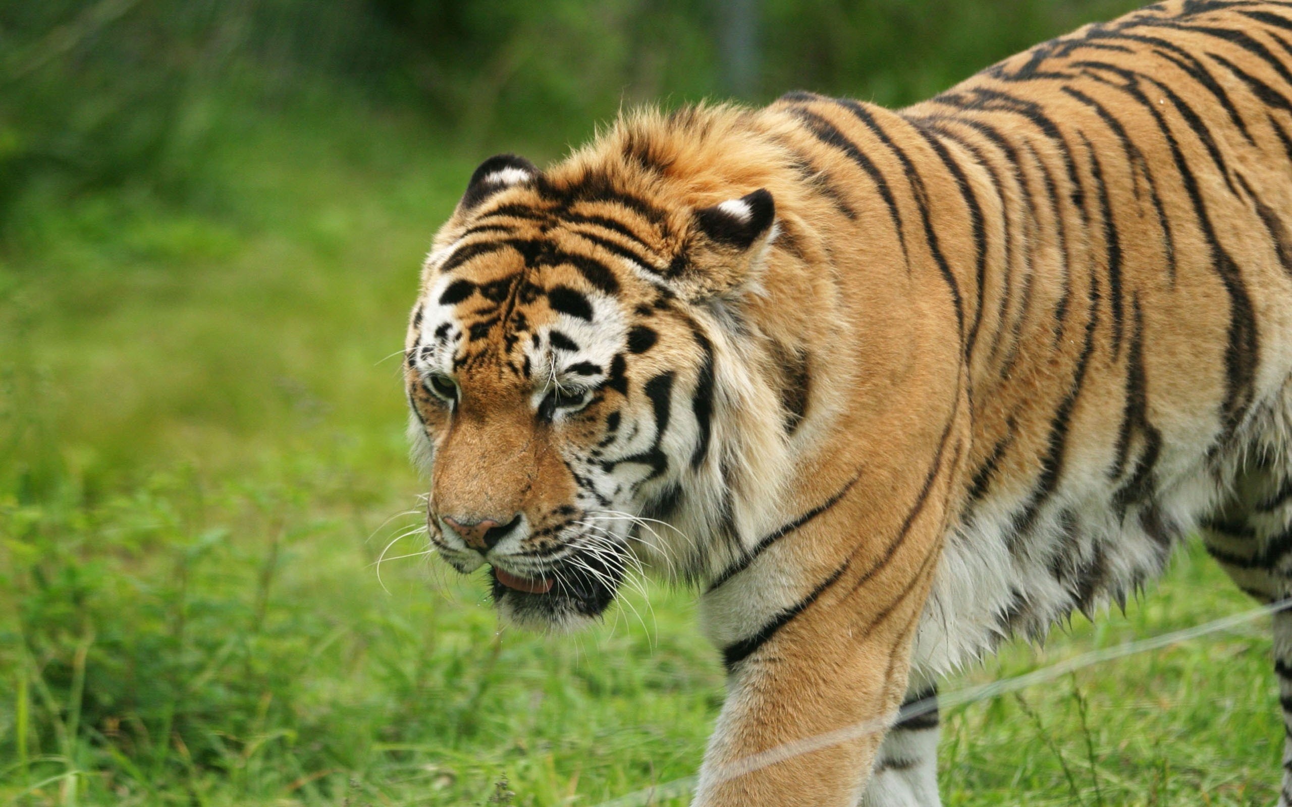 Téléchargez des papiers peints mobile Chats, Animaux, Tigre gratuitement.