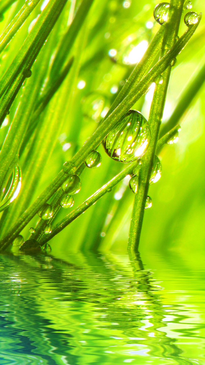 Download mobile wallpaper Water, Grass, Macro, Earth, Water Drop for free.