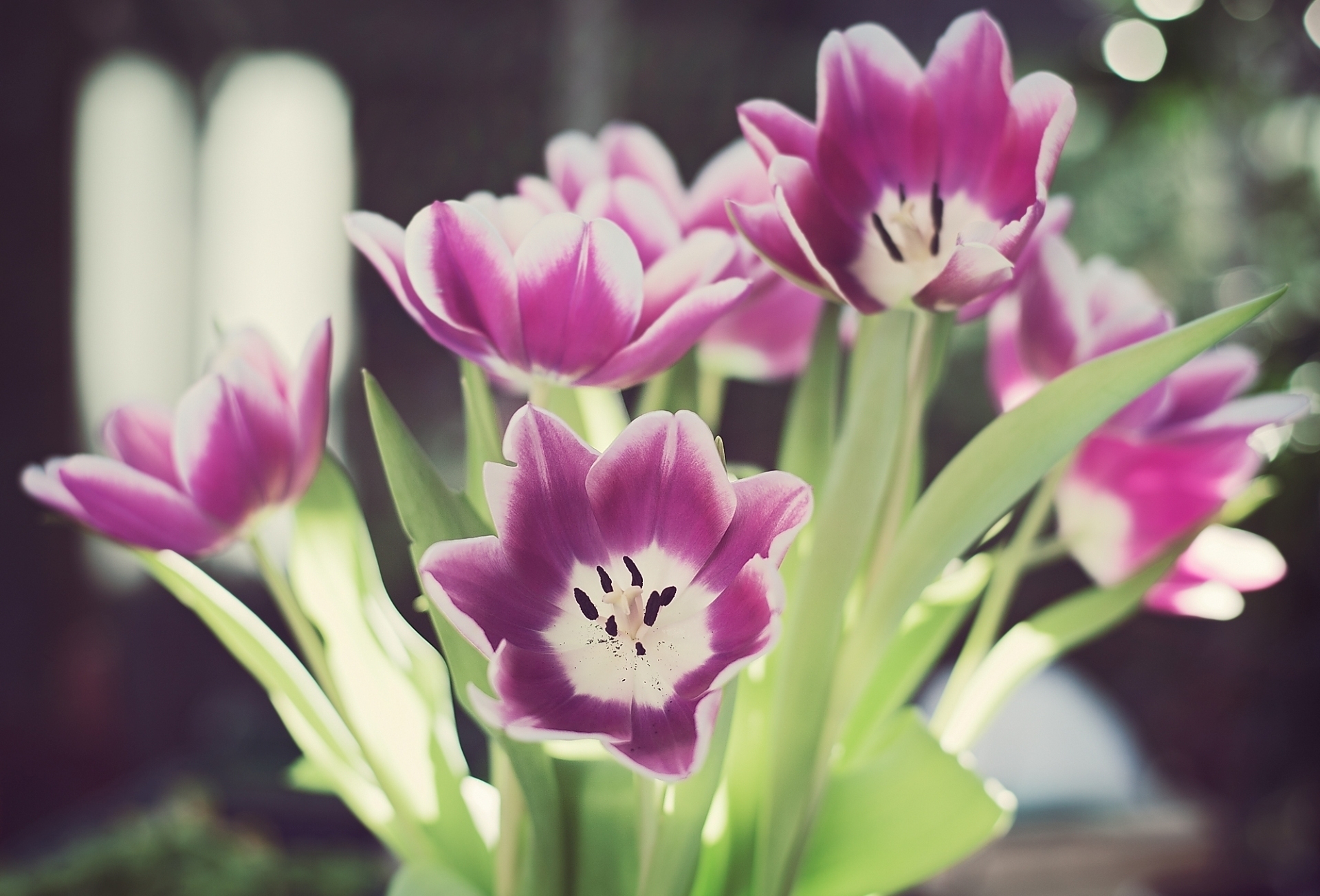 137603 baixar papel de parede tulipas, flores, verdes, verdura, dissolvido, solto, estames - protetores de tela e imagens gratuitamente