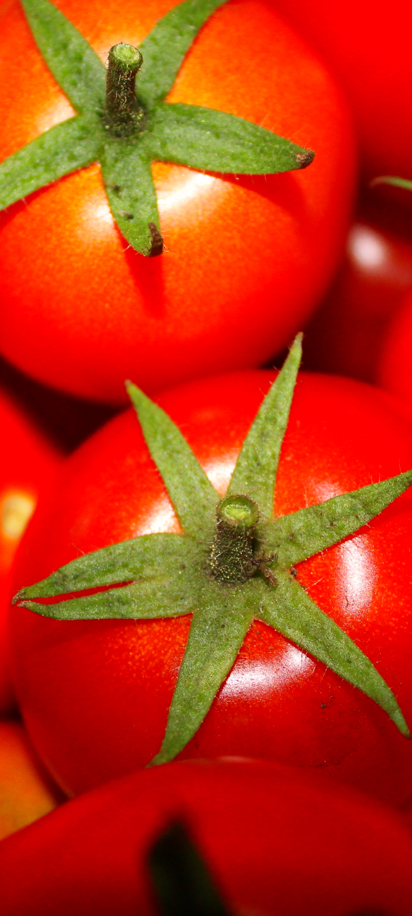 Laden Sie das Nahansicht, Tomate, Nahrungsmittel, Früchte-Bild kostenlos auf Ihren PC-Desktop herunter