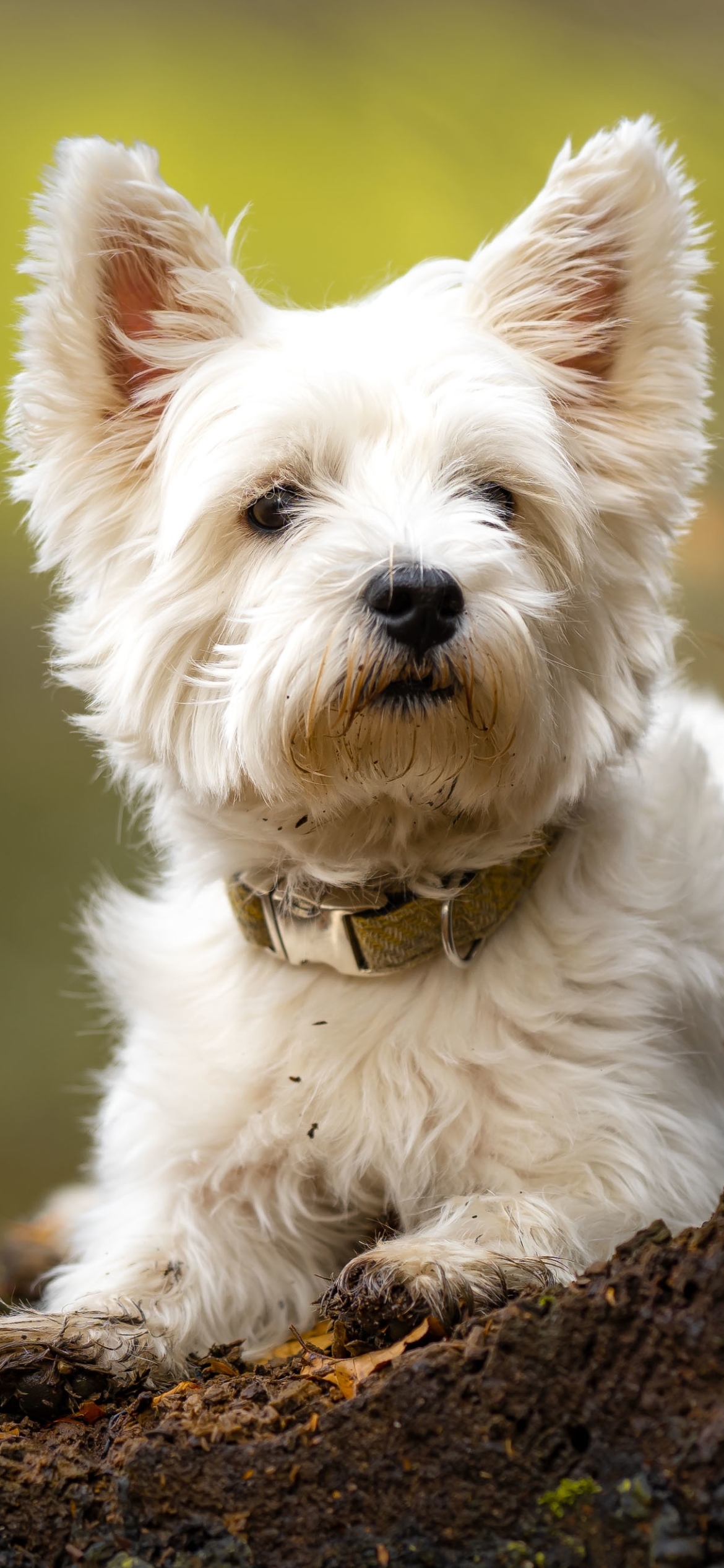 Download mobile wallpaper Dogs, Dog, Animal, West Highland White Terrier for free.