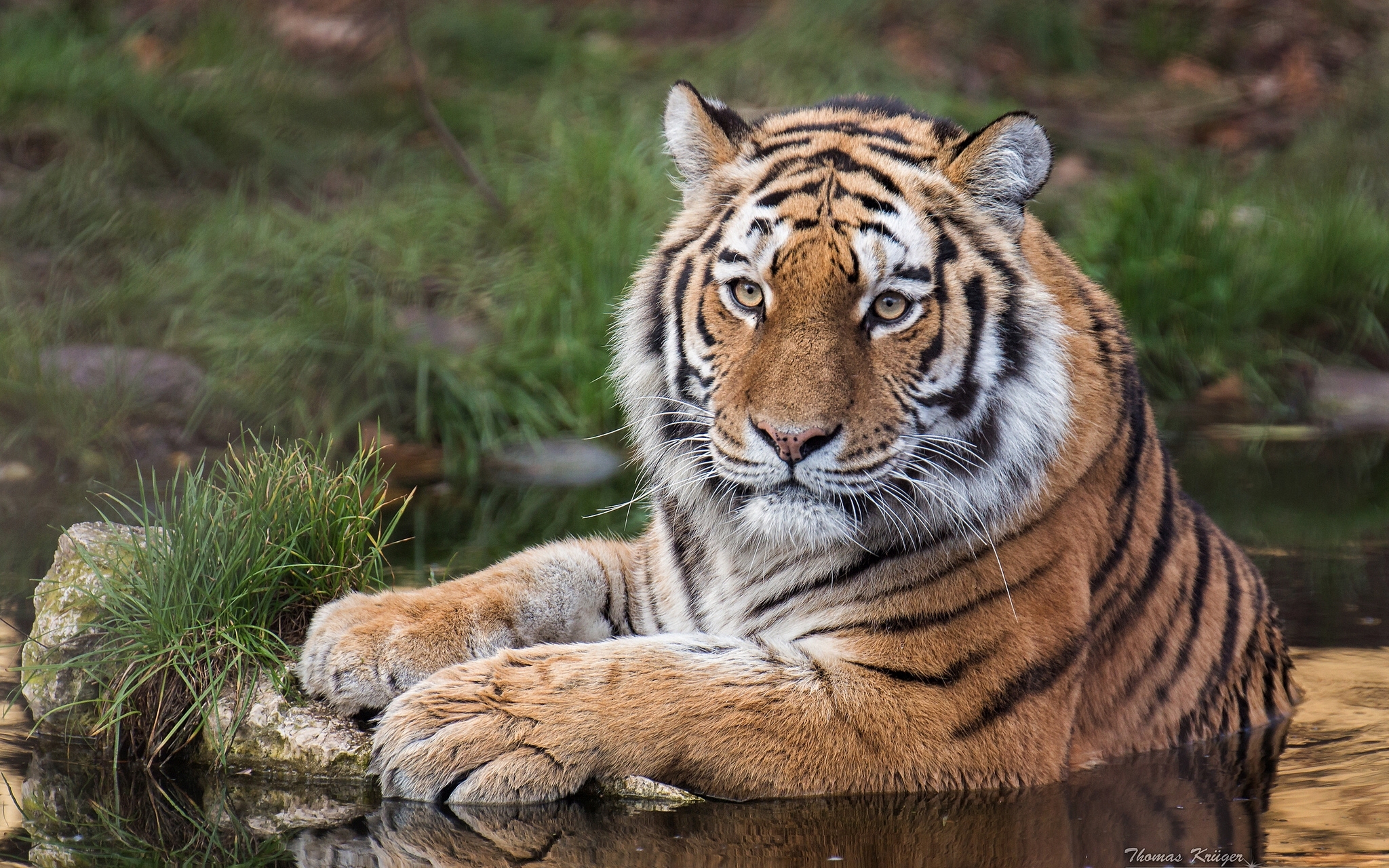 491636 скачать картинку вода, животные, тигр, амурский тигр, кошки - обои и заставки бесплатно