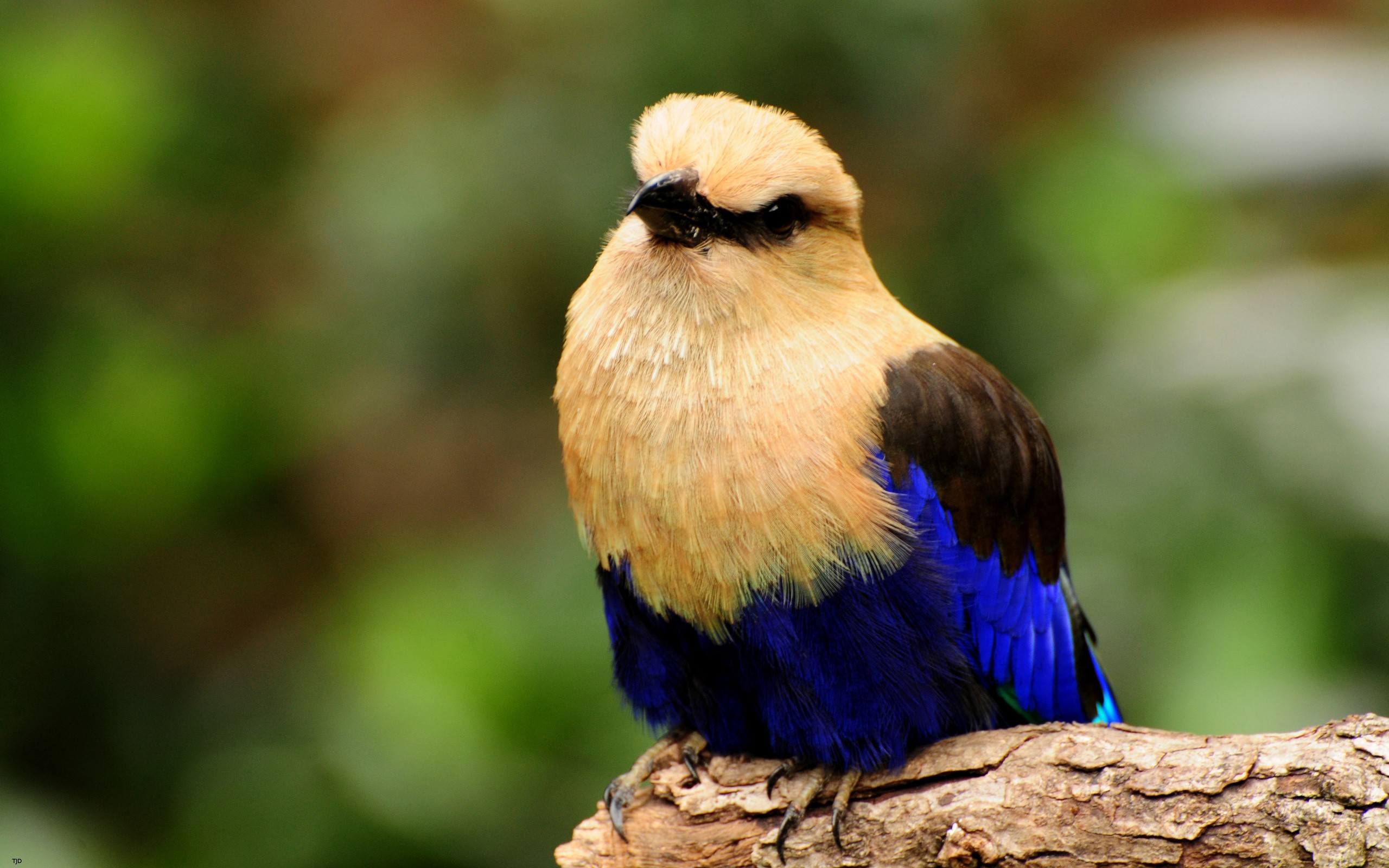 Téléchargez gratuitement l'image Animaux, Oiseau sur le bureau de votre PC