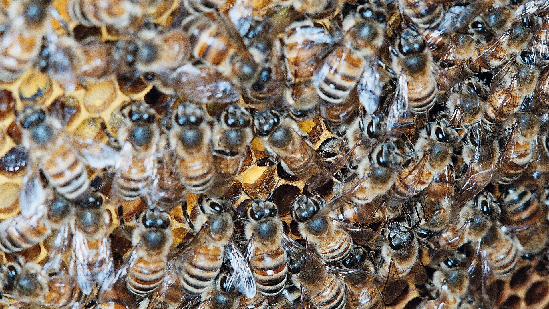 193827 baixar imagens animais, abelha, insetos - papéis de parede e protetores de tela gratuitamente